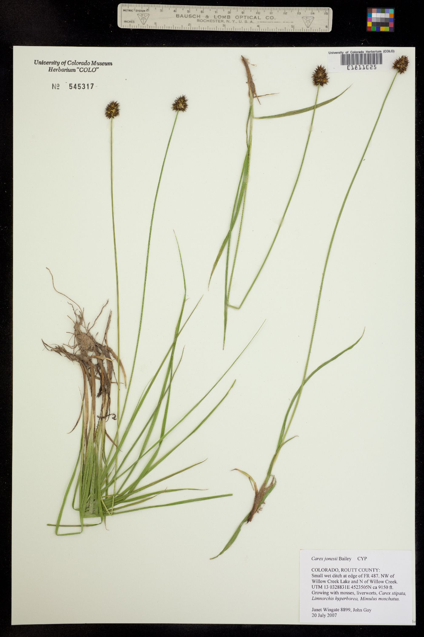 Carex jonesii image