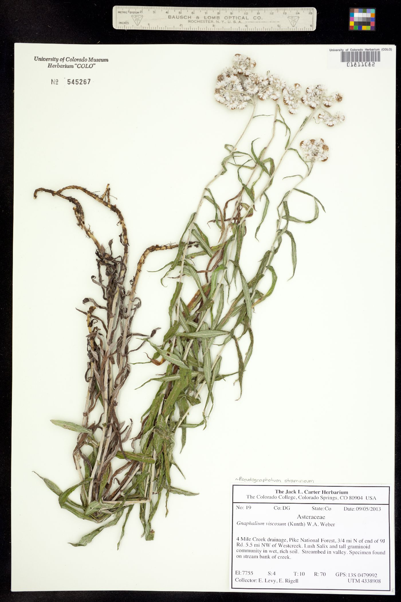 Anaphalis margaritacea image