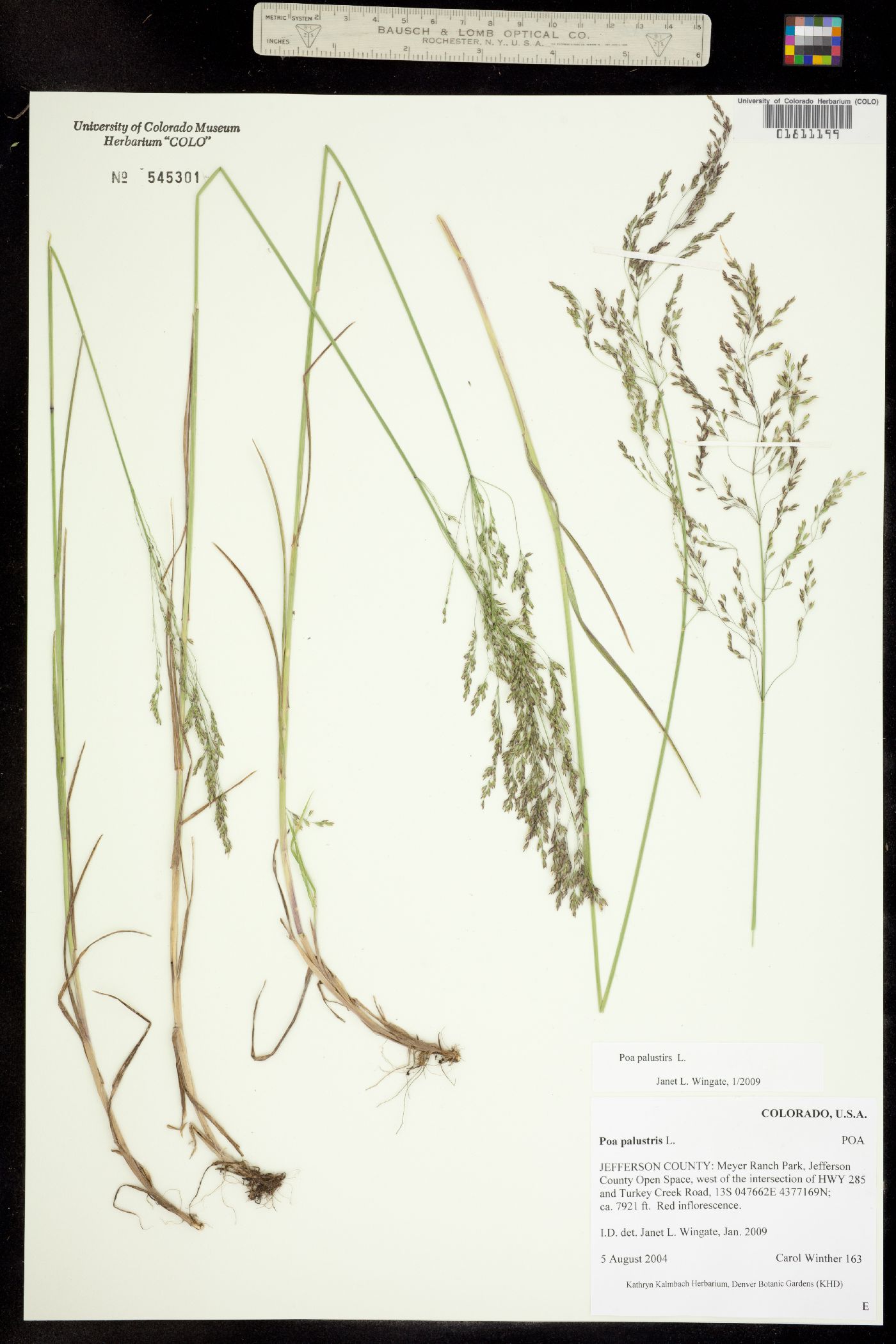 Poa palustris image