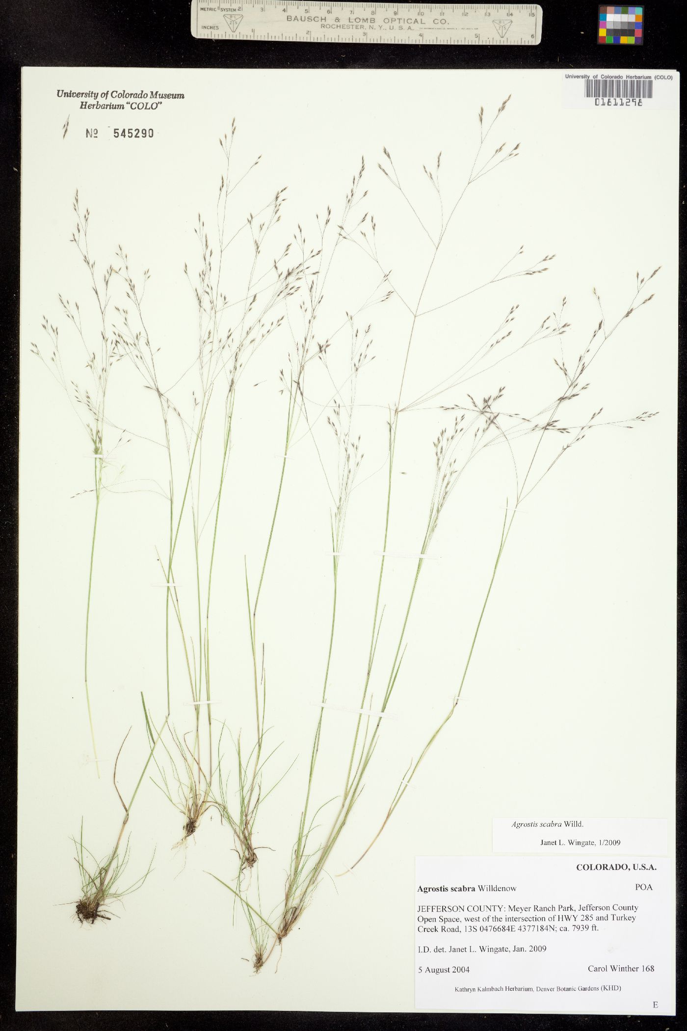 Agrostis scabra image
