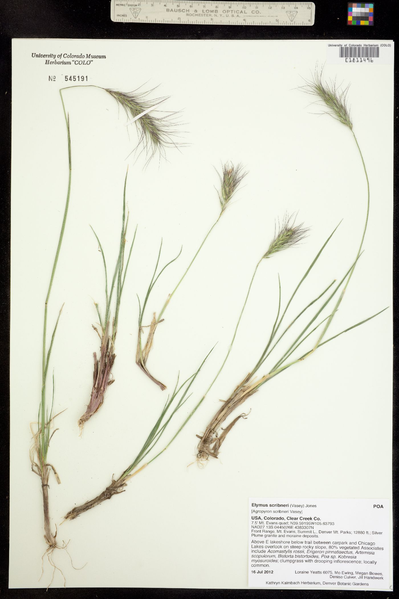 Elymus scribneri image