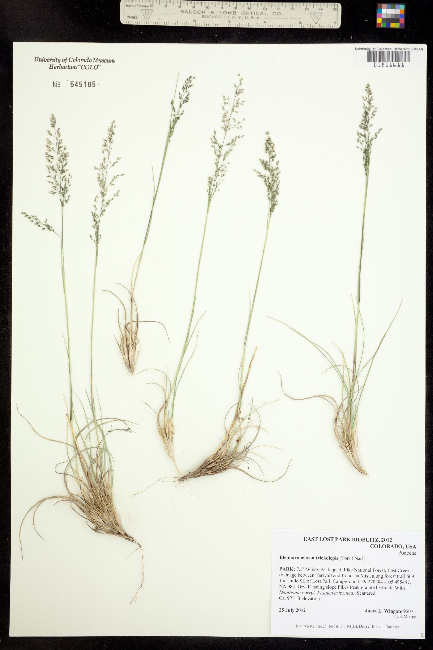 Muhlenbergia tricholepis image