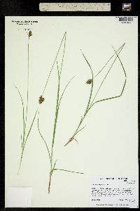 Carex microptera image