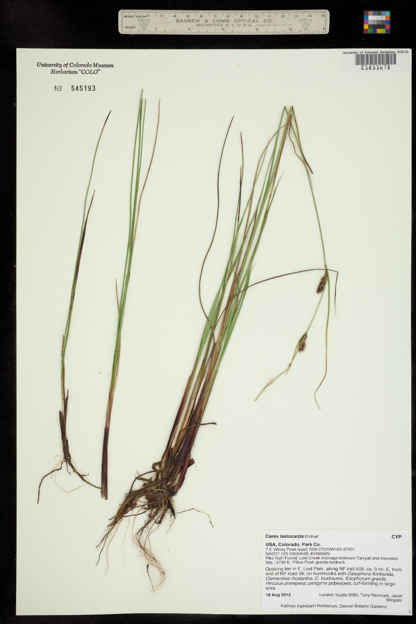 Carex lasiocarpa image