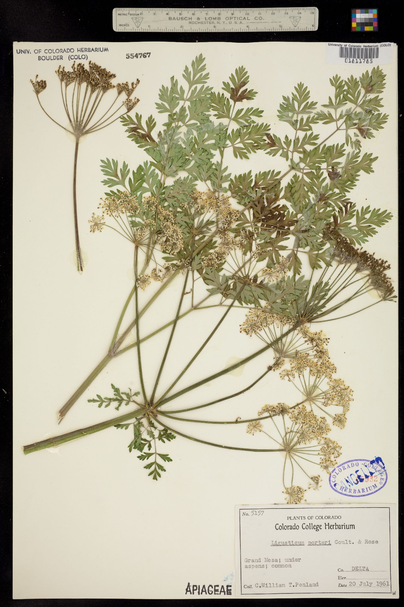 Ligusticum porteri image