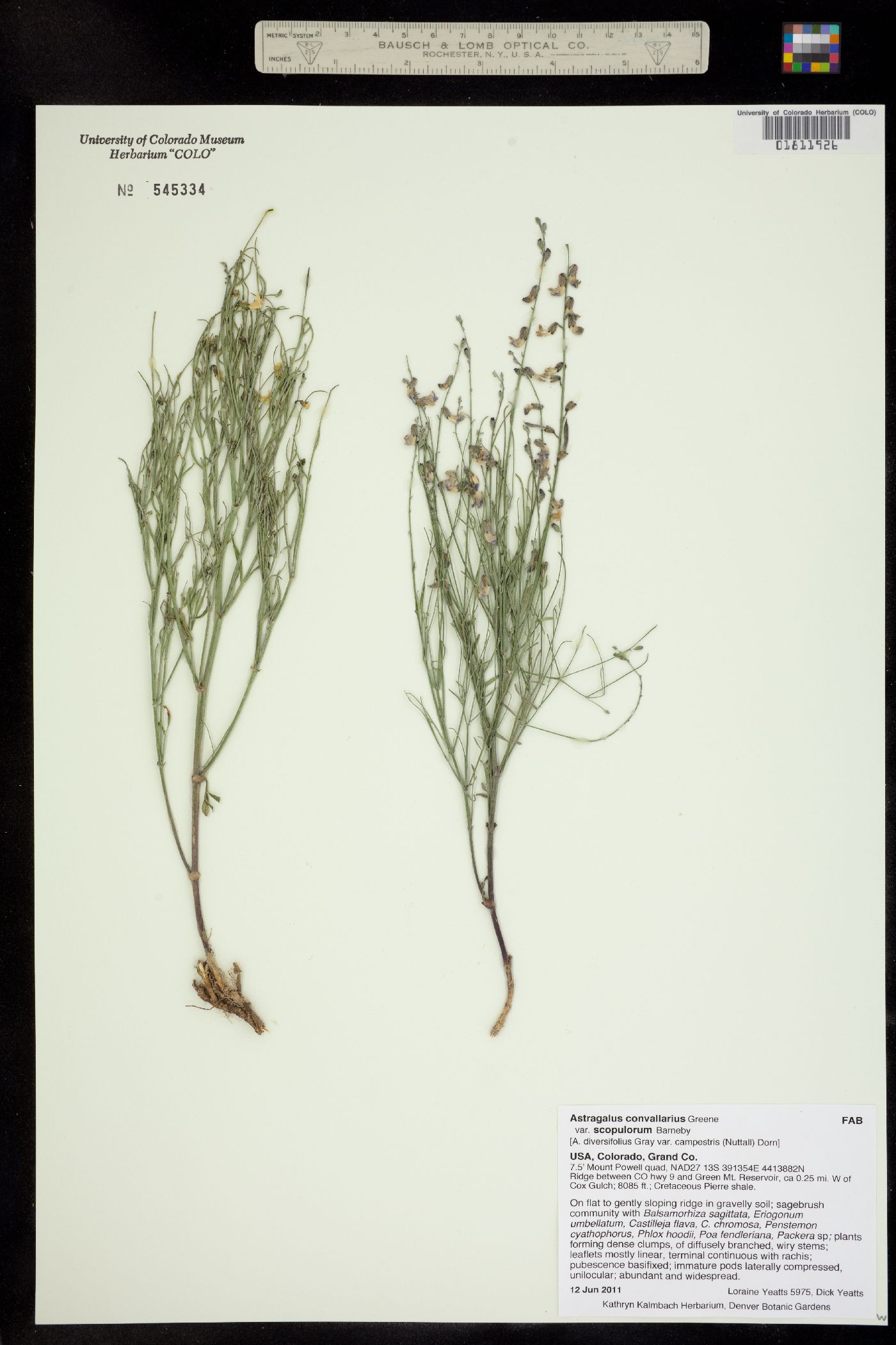 Astragalus convallarius var. scopulorum image