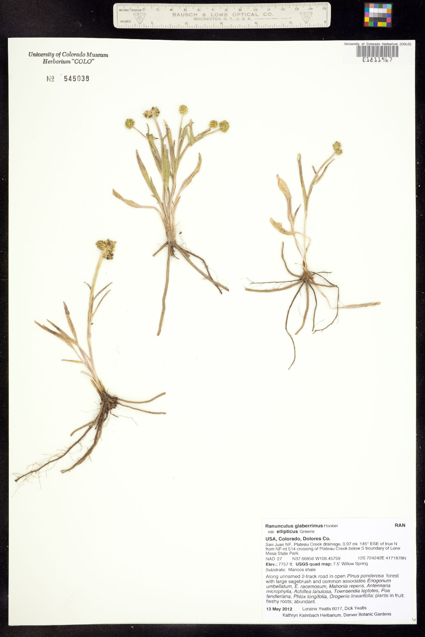 Ranunculus glaberrimus image