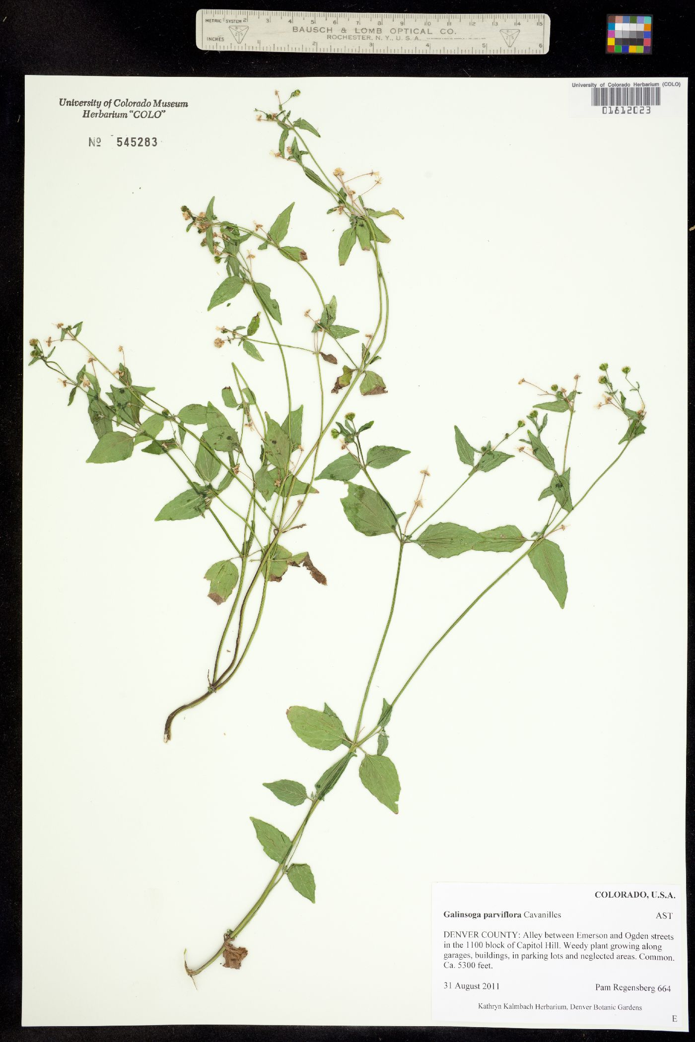 Galinsoga parviflora image