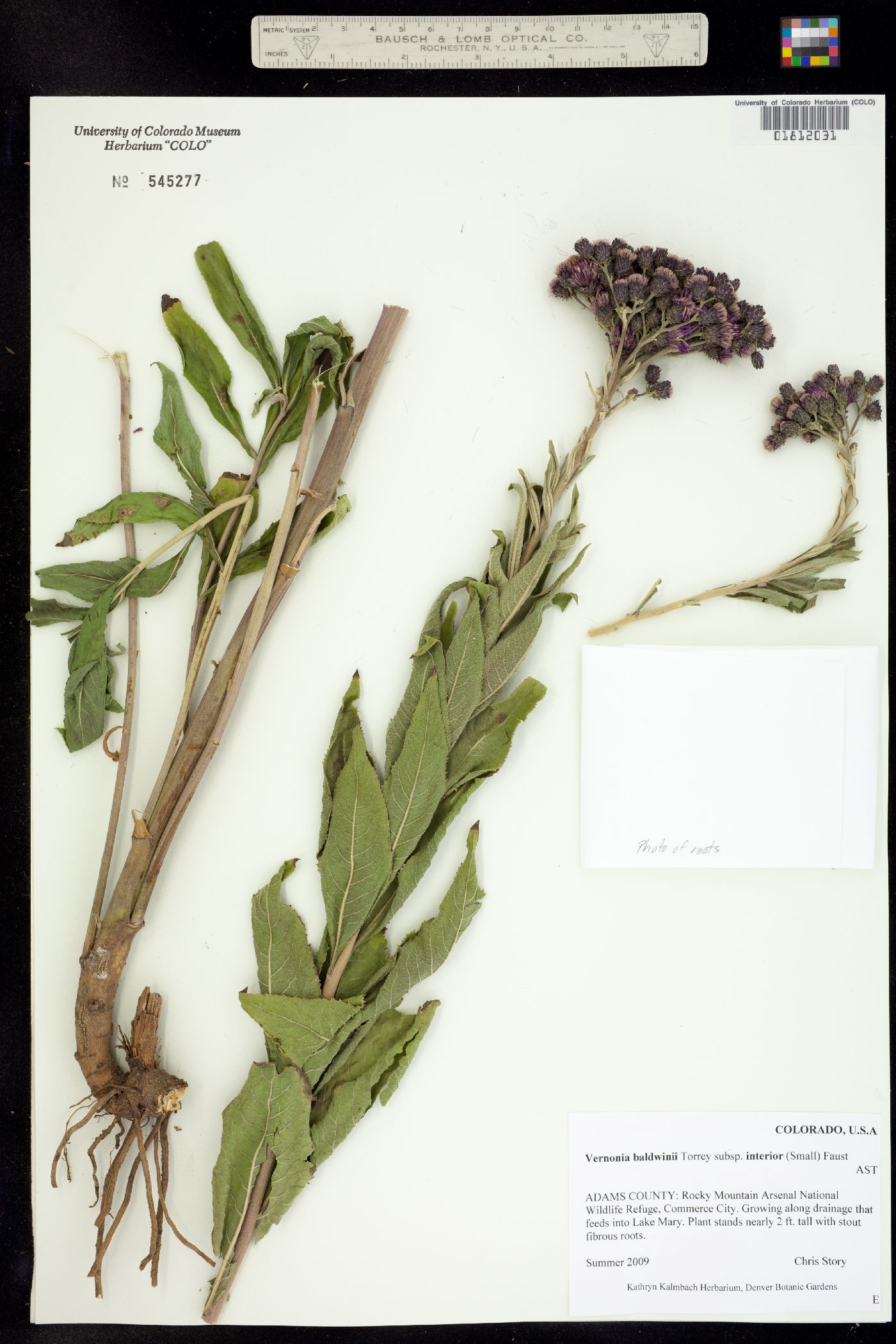 Vernonia baldwinii ssp. interior image