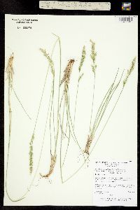Poa cusickii ssp. epilis image
