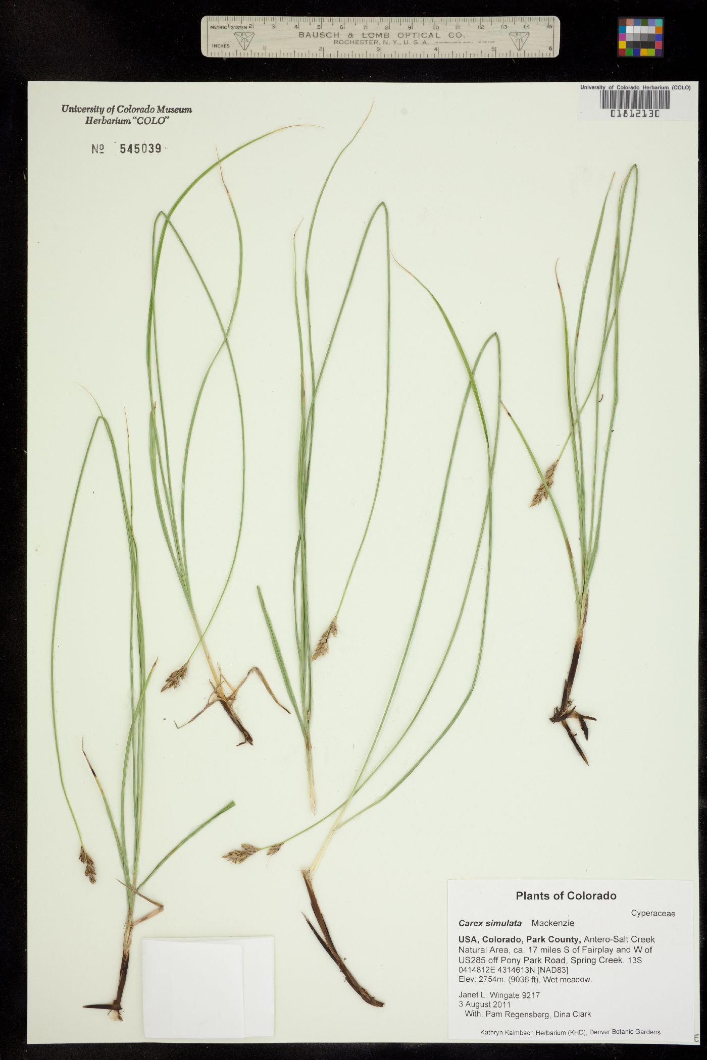 Carex simulata image