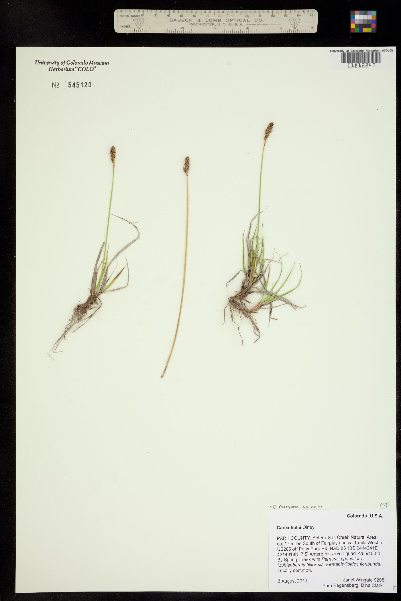 Carex parryana image