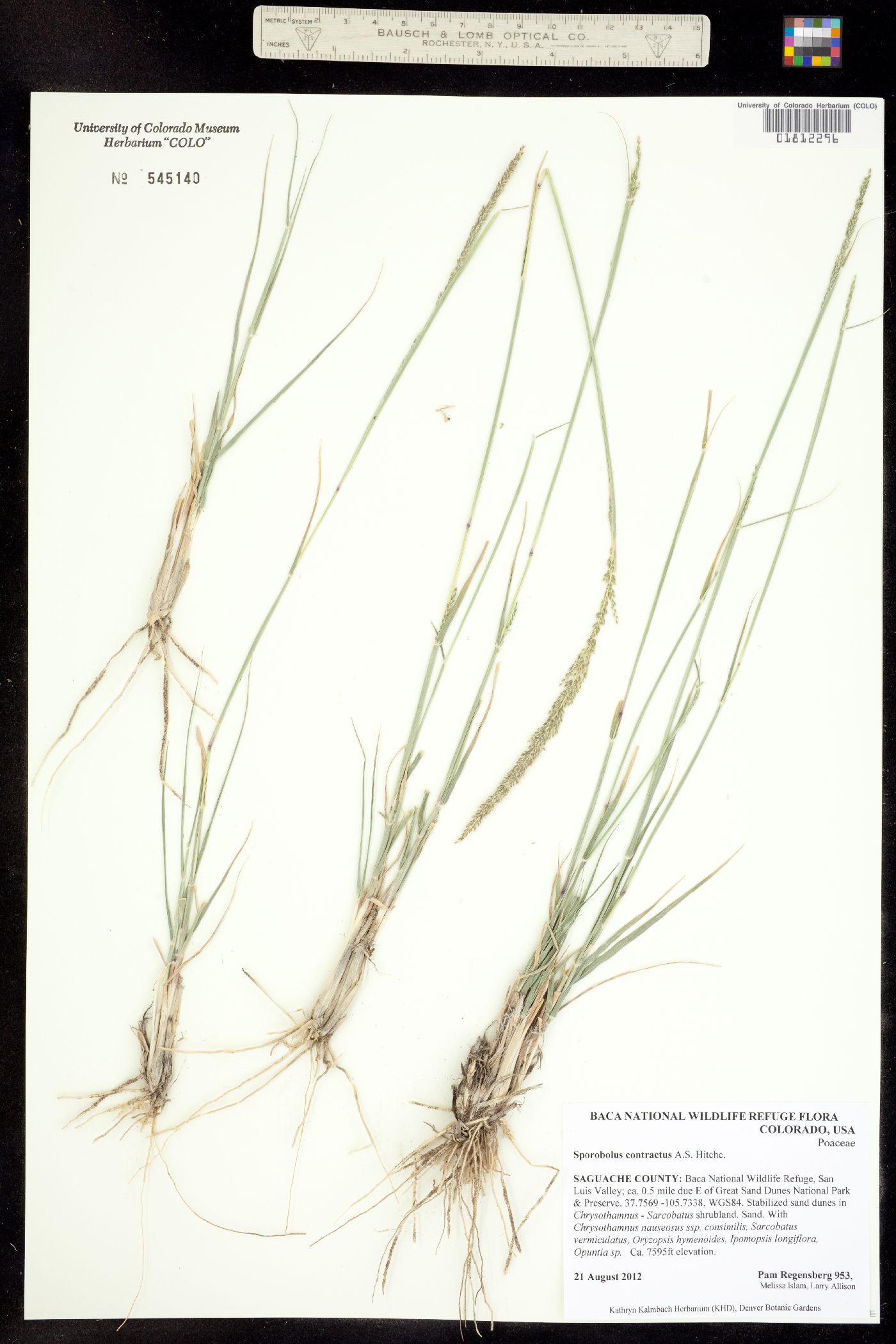 Sporobolus contractus image