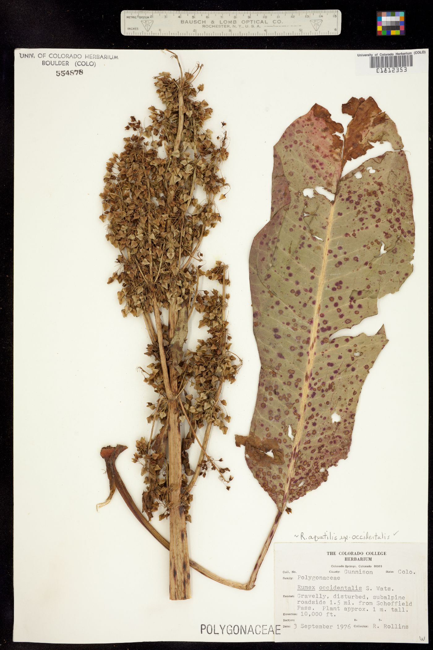 Rumex occidentalis image