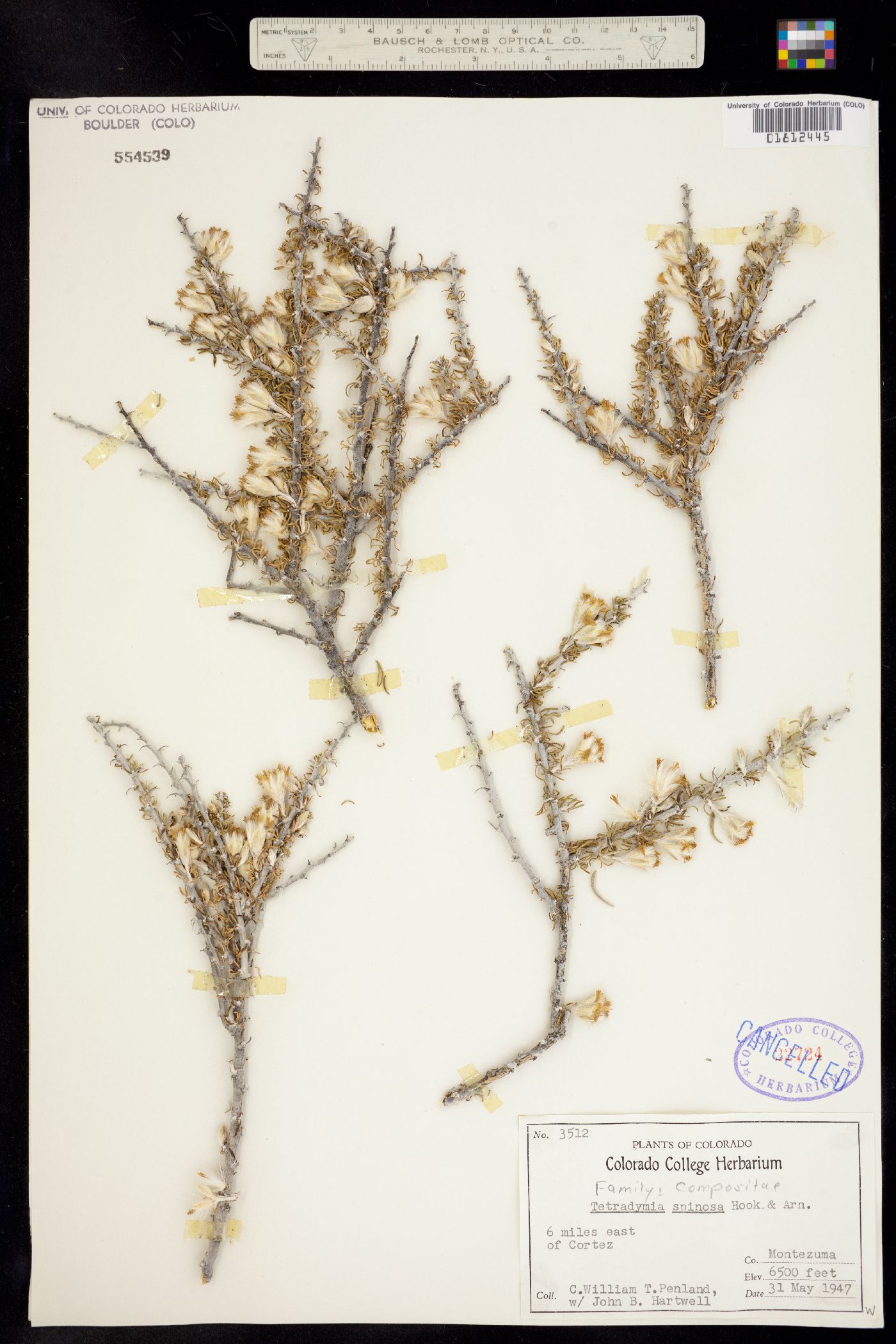 Tetradymia spinosa image