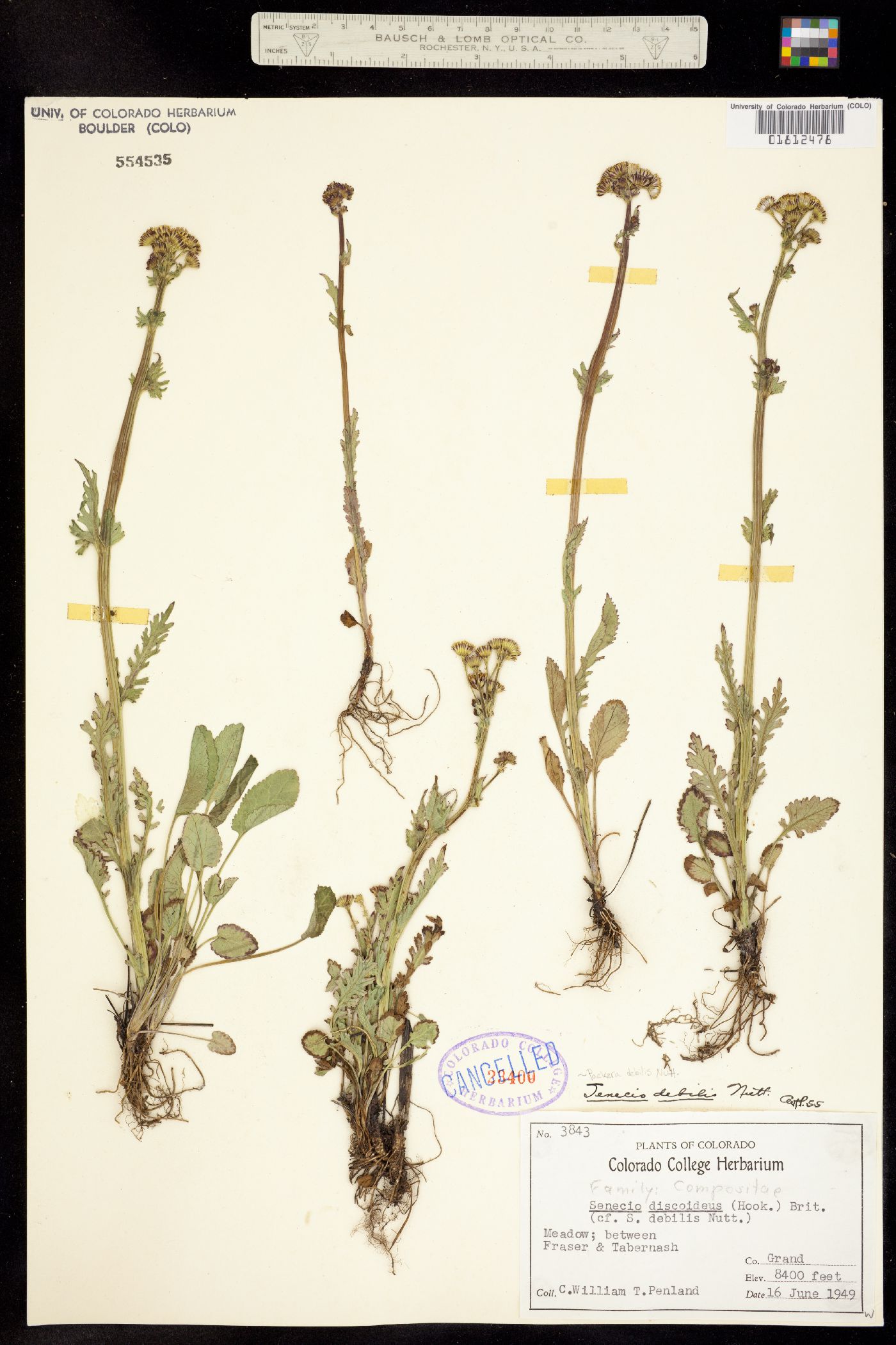 Packera debilis image