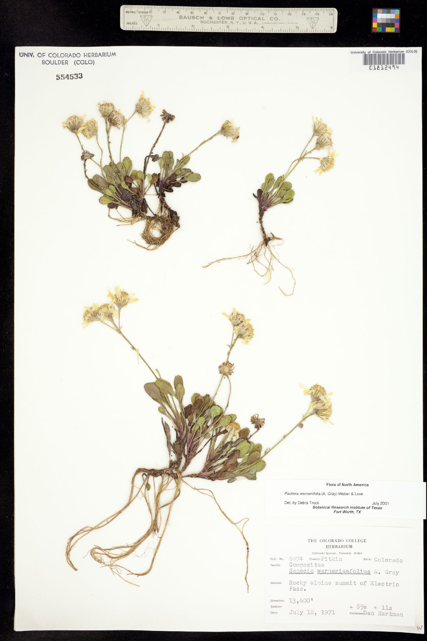 Packera werneriifolia image