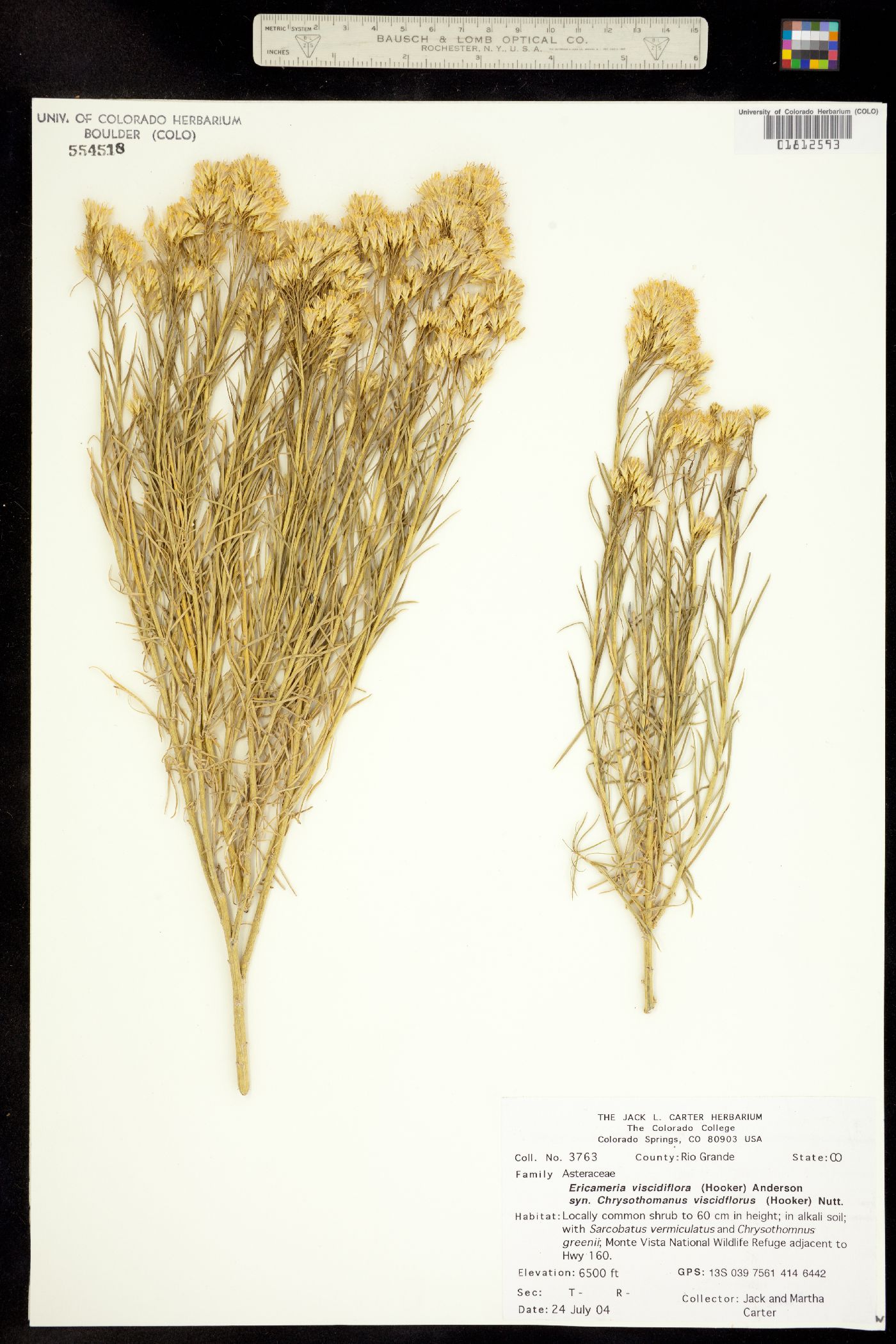 Chrysothamnus viscidiflorus image