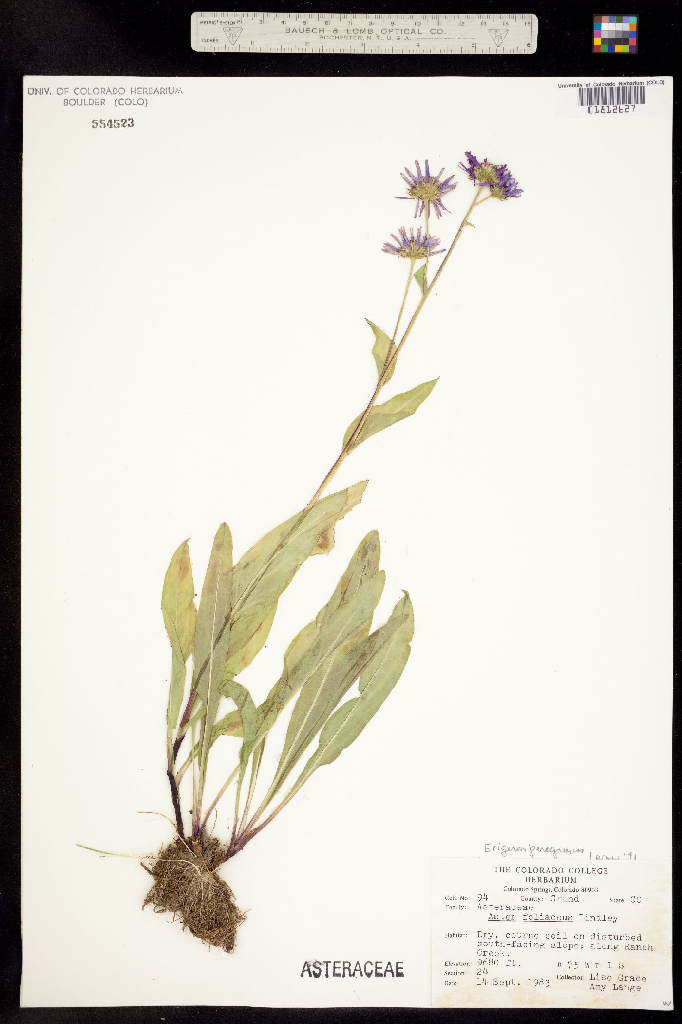Erigeron glacialis image