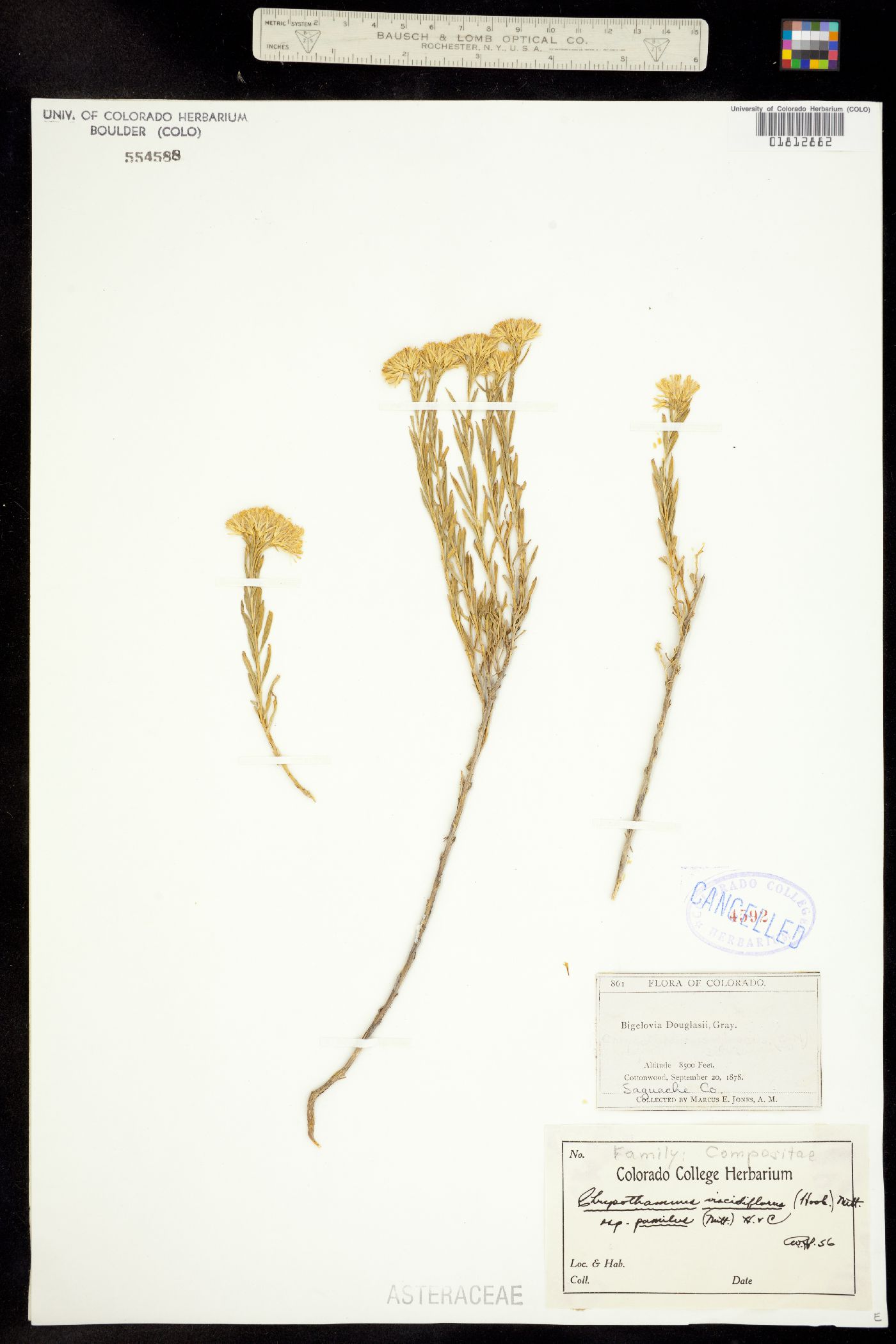 Chrysothamnus viscidiflorus ssp. viscidiflorus image