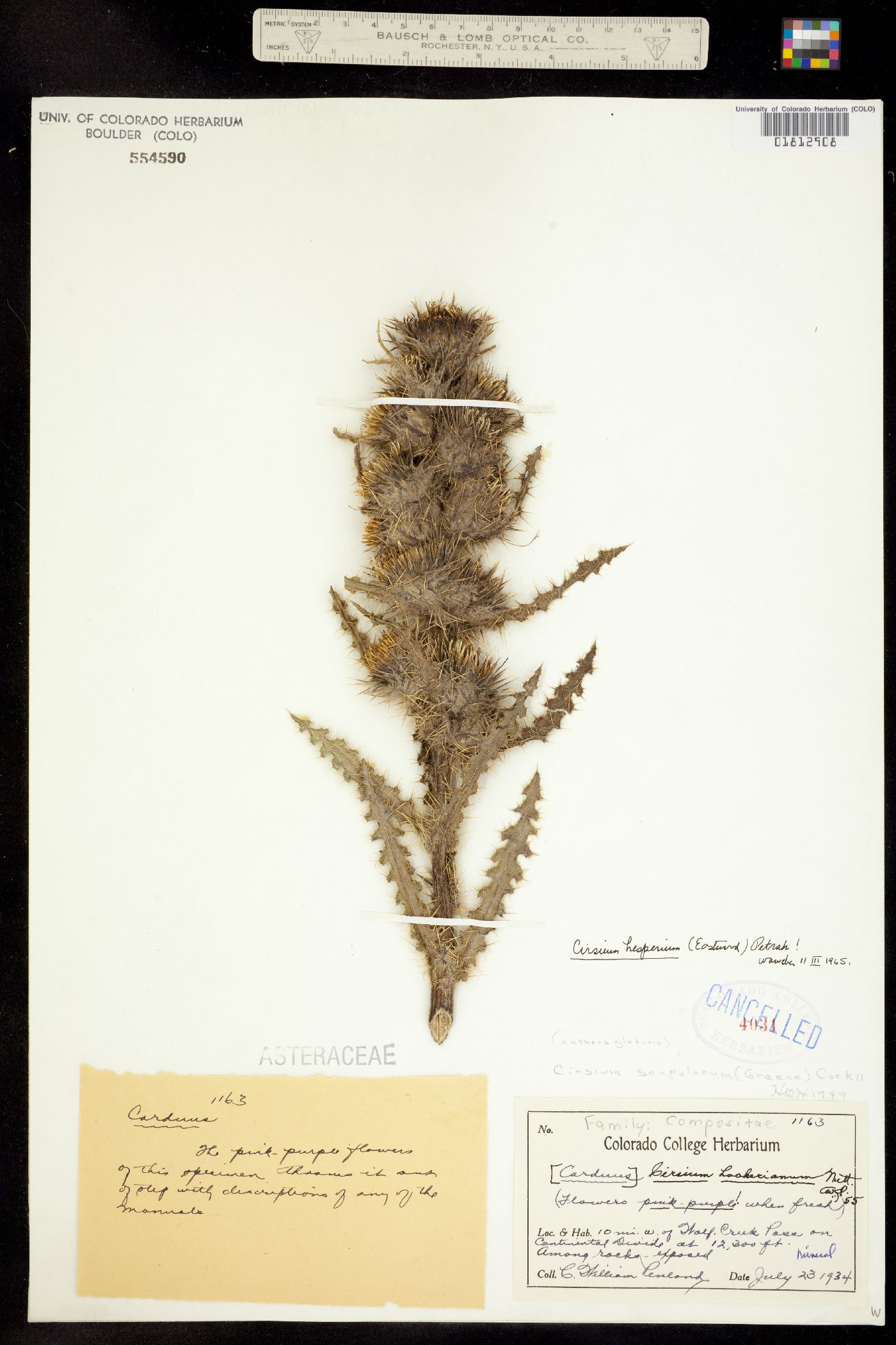 Cirsium eatonii var. hesperium image
