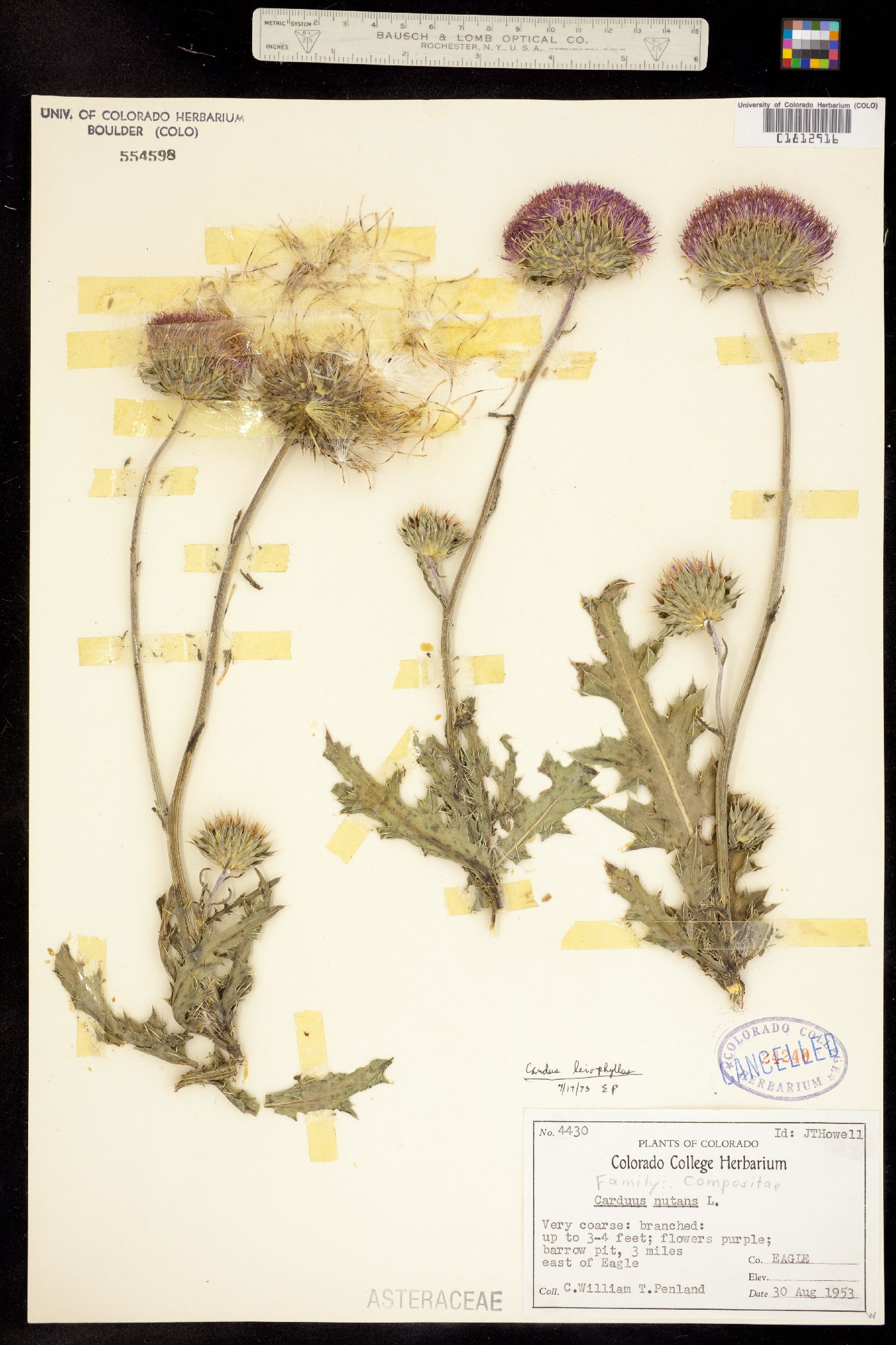 Carduus nutans image