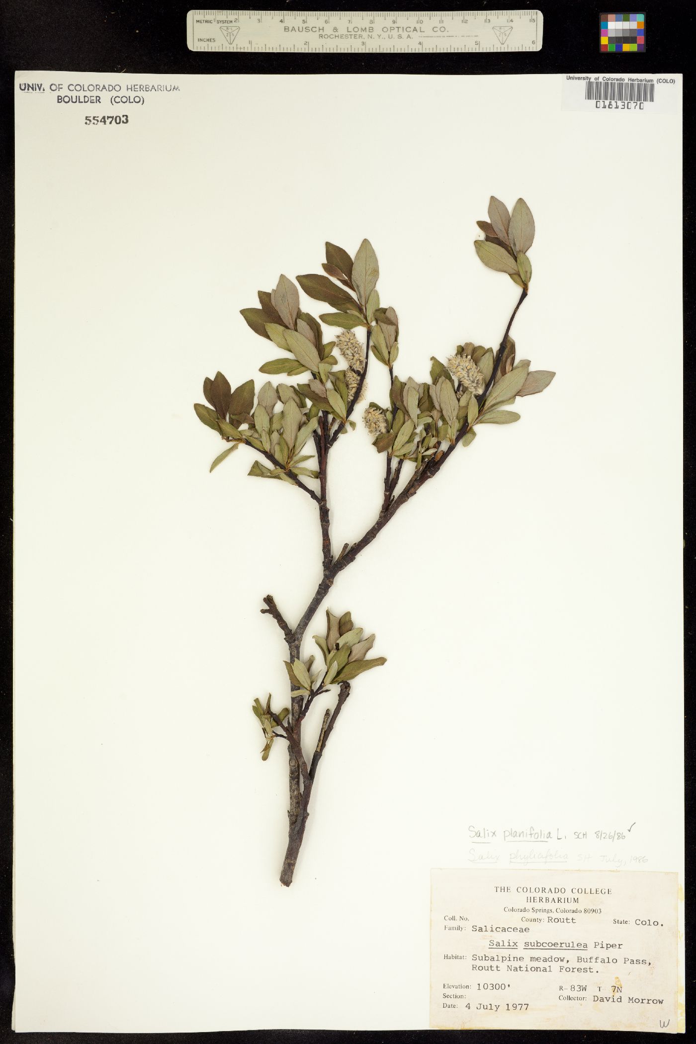 Salix planifolia image