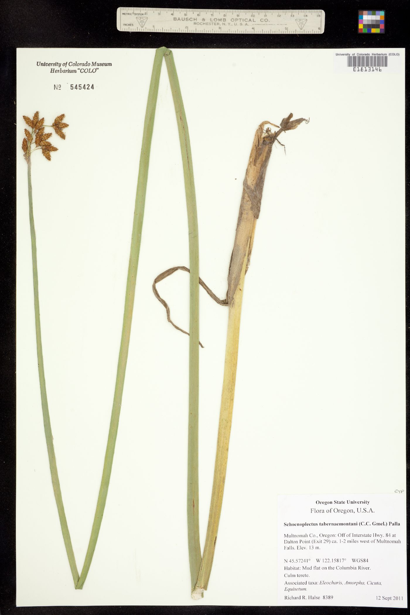 Schoenoplectus tabernaemontani image