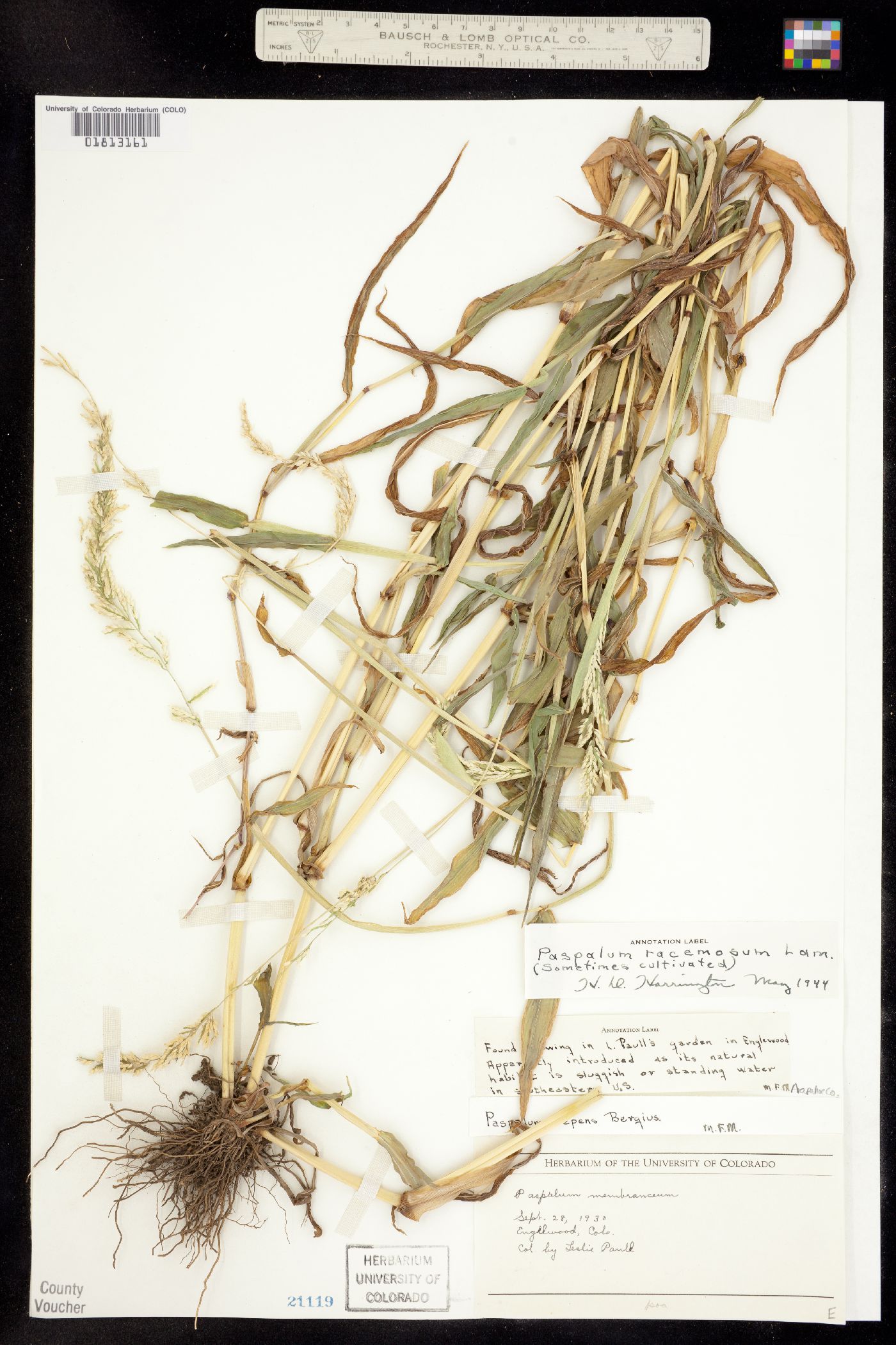 Paspalum racemosum image