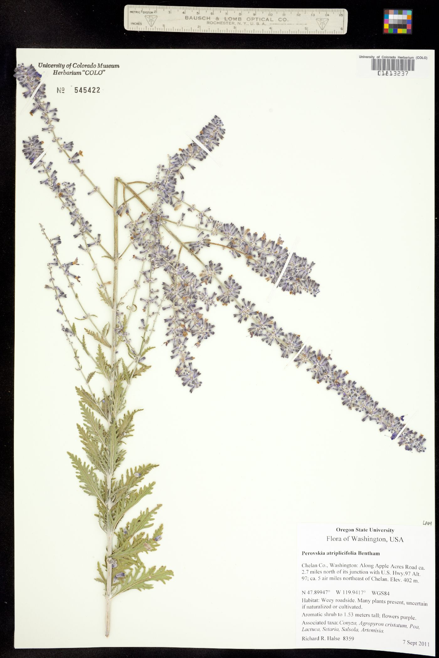 Perovskia atriplicifolia image