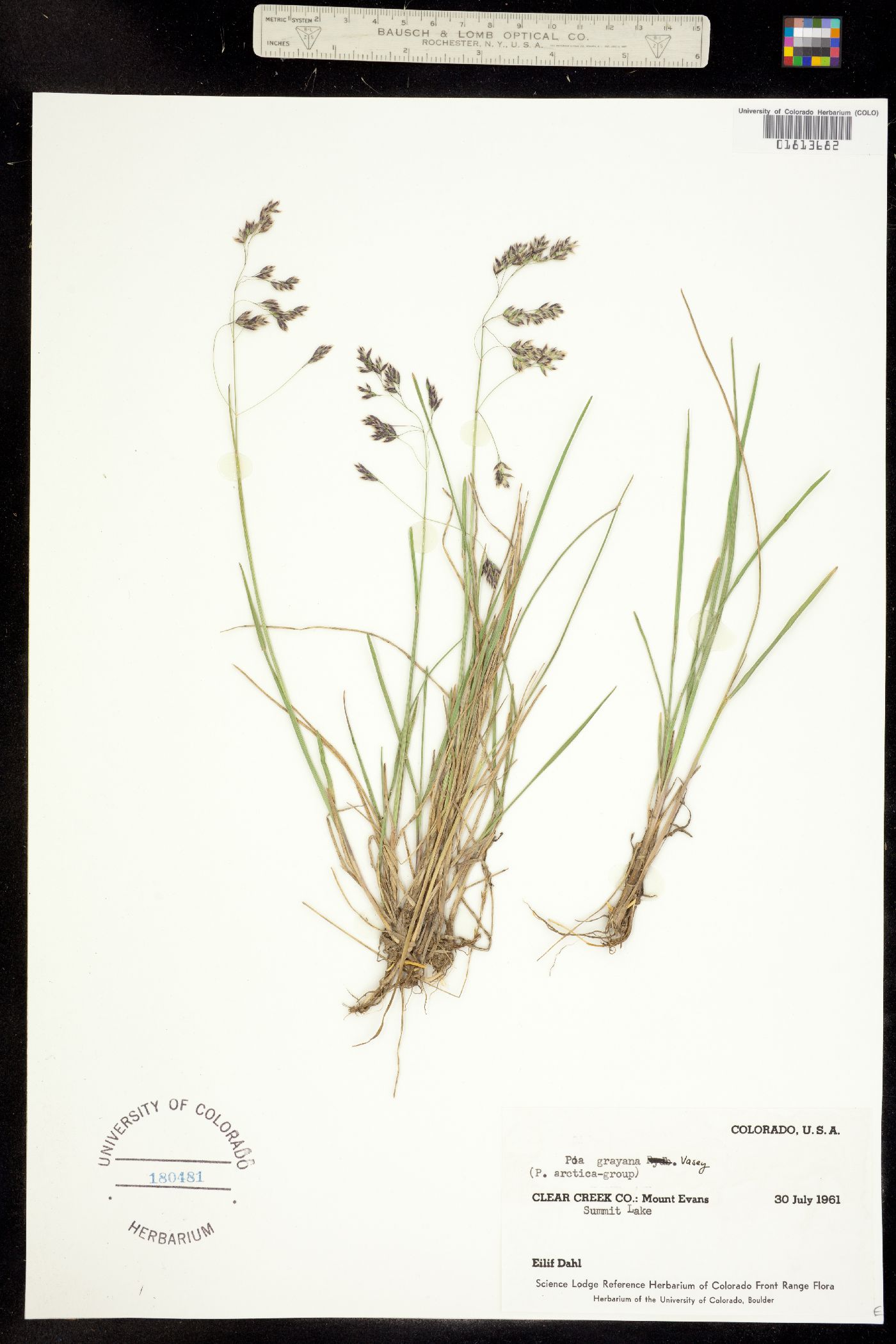 Poa arctica ssp. grayana image