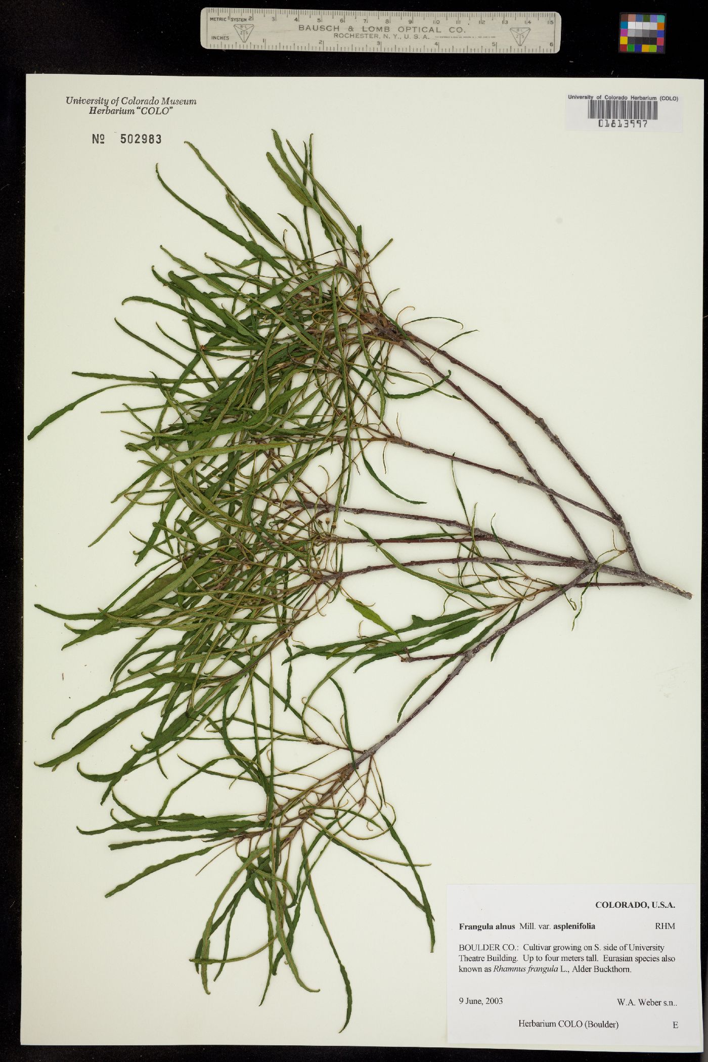 Frangula alnus var. asplenifolia image