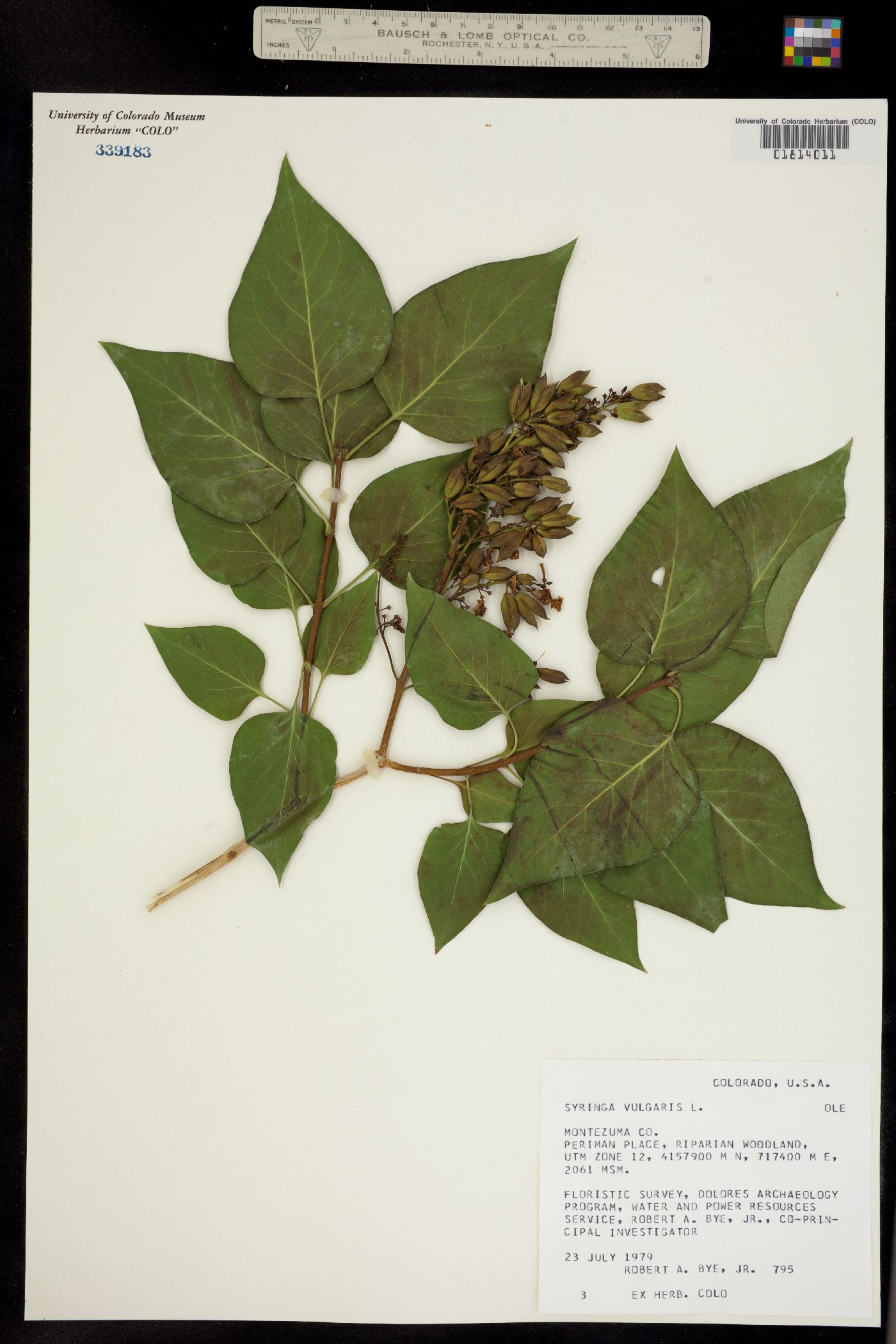 Syringa vulgaris image