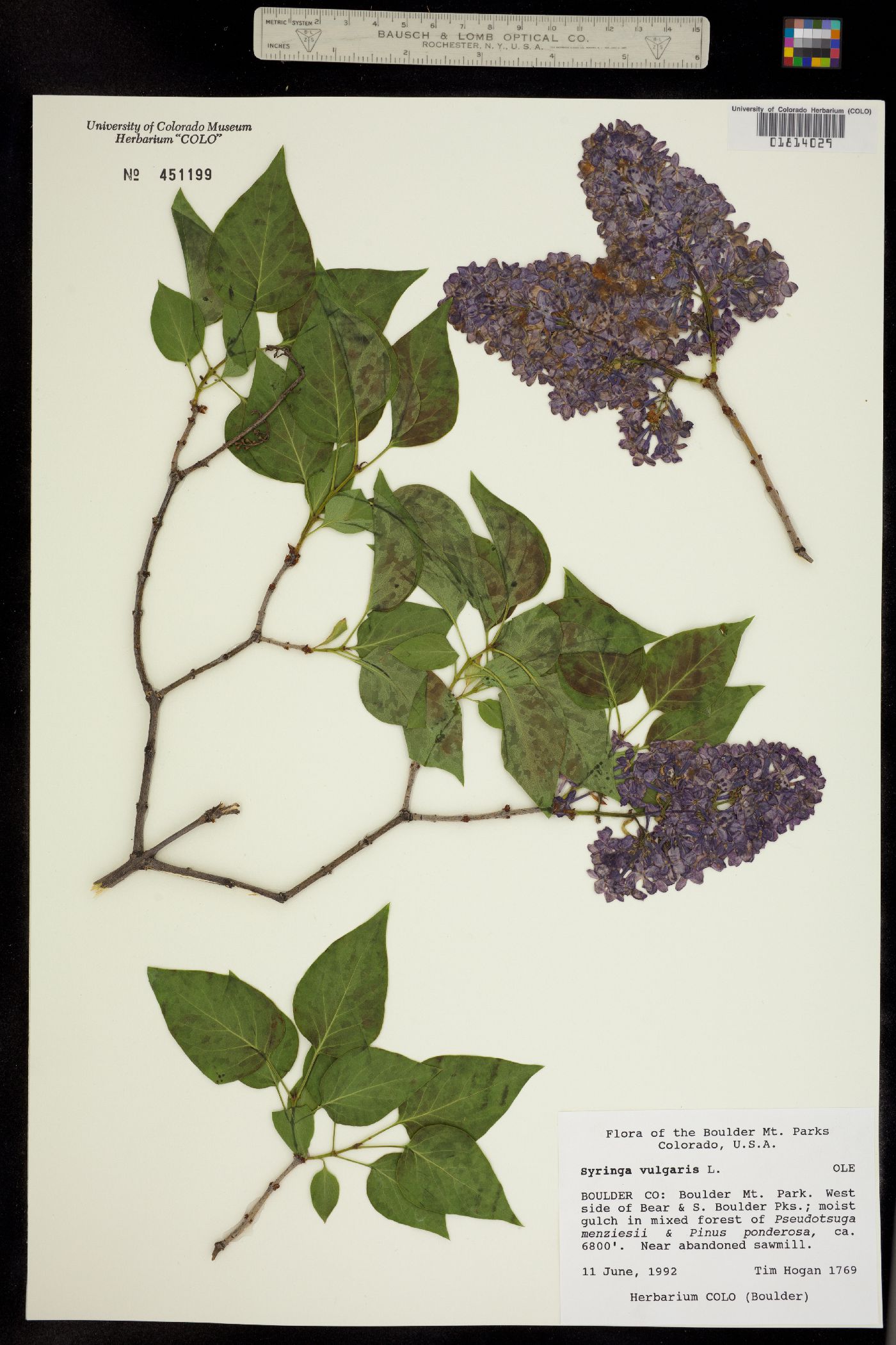 Syringa vulgaris image