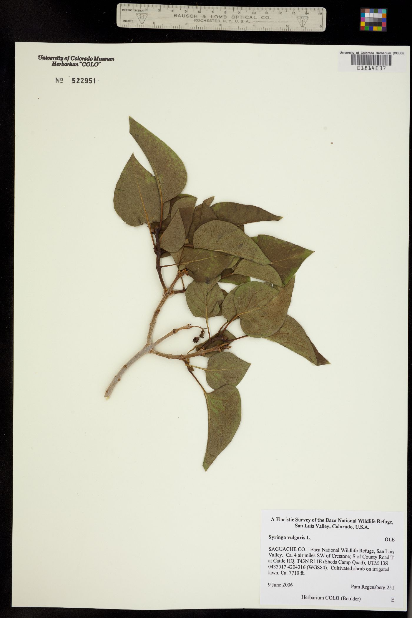 Syringa vulgaris image
