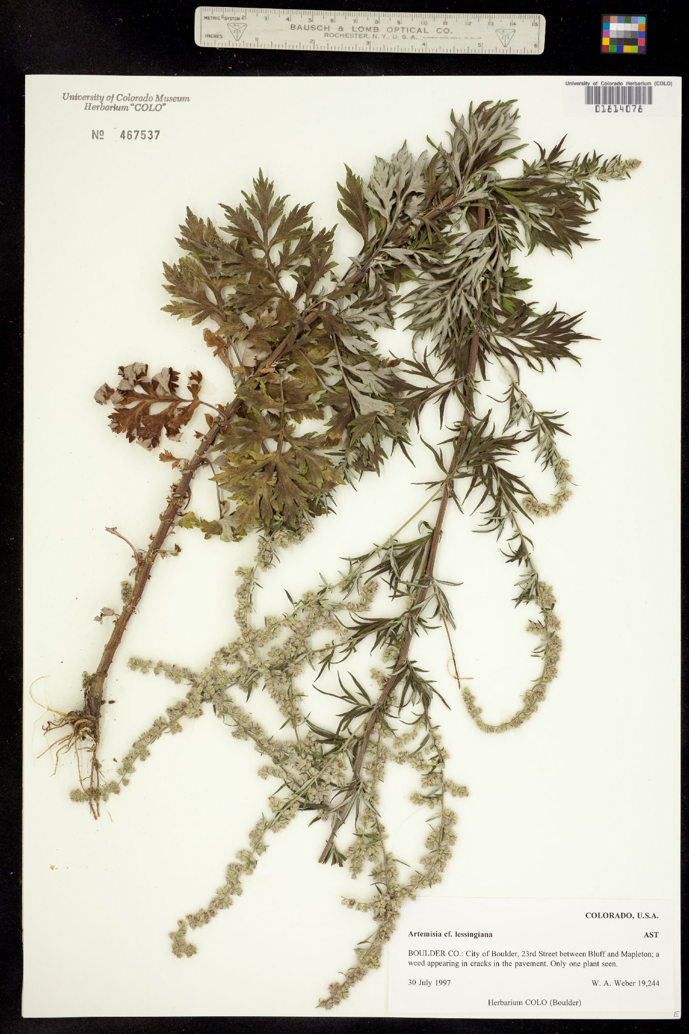 Artemisia lessingiana image