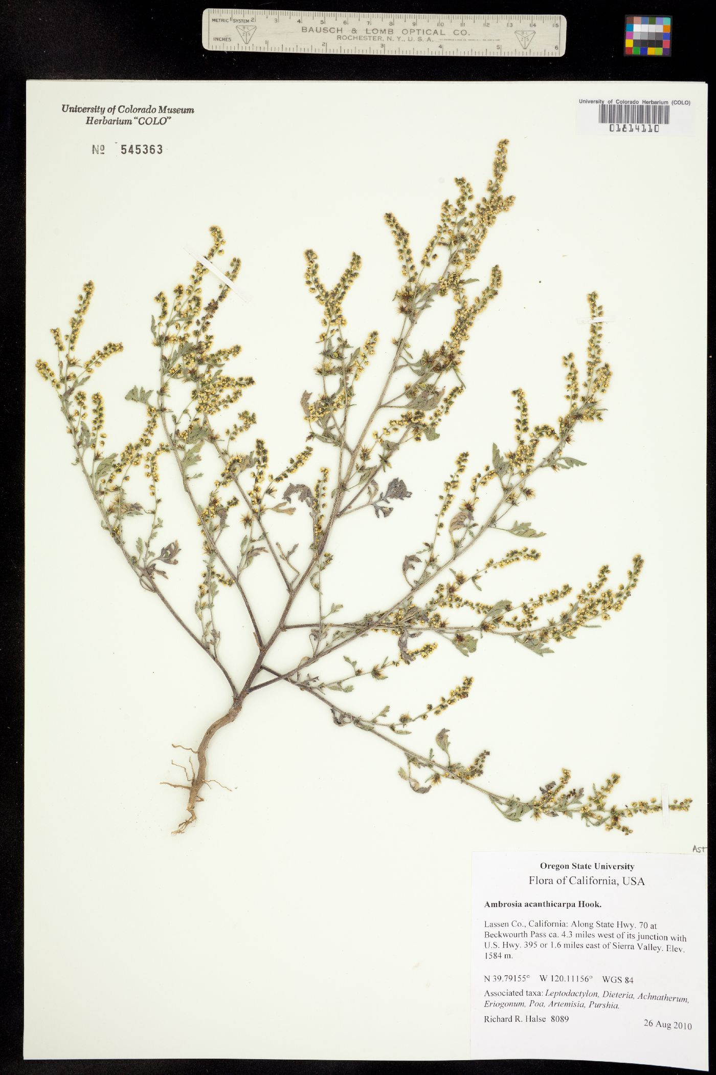 Ambrosia acanthicarpa image