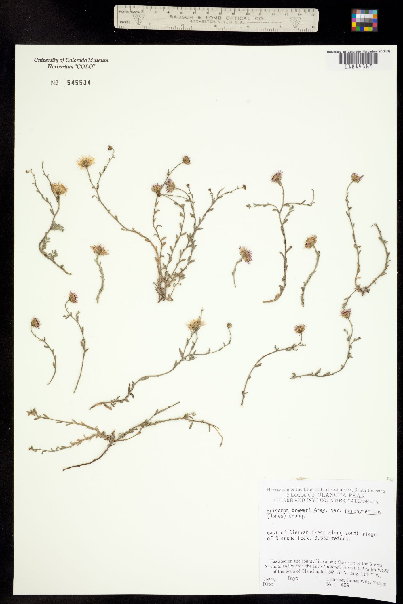 Erigeron breweri image