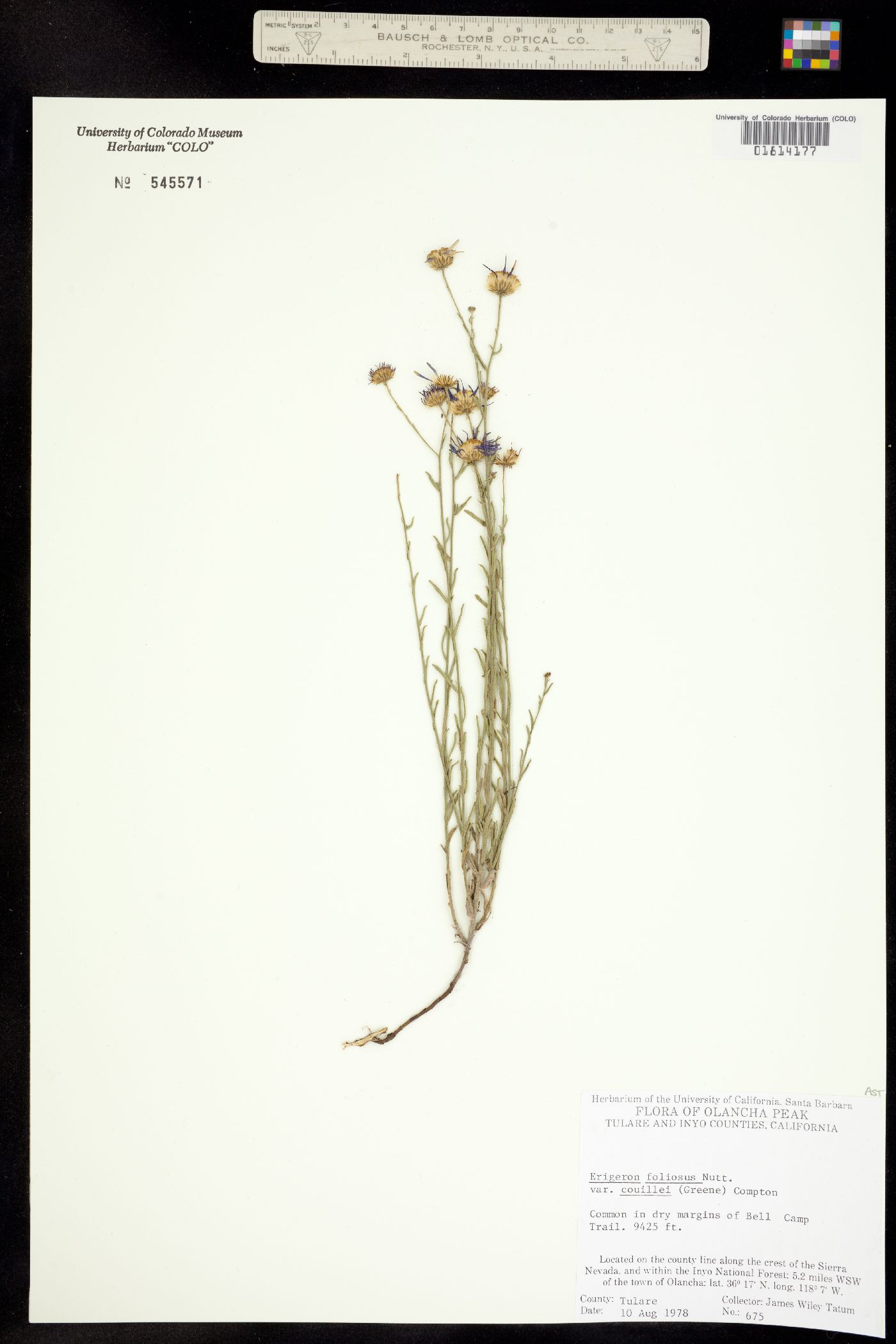 Erigeron foliosus image