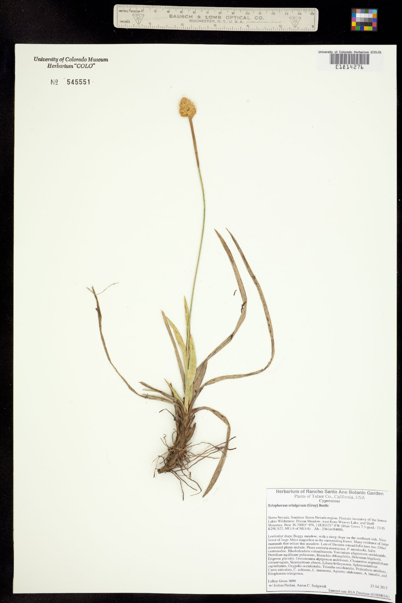 Eriophorum crinigerum image