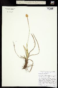 Eriophorum crinigerum image