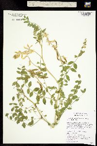 Image of Astragalus beckwithii