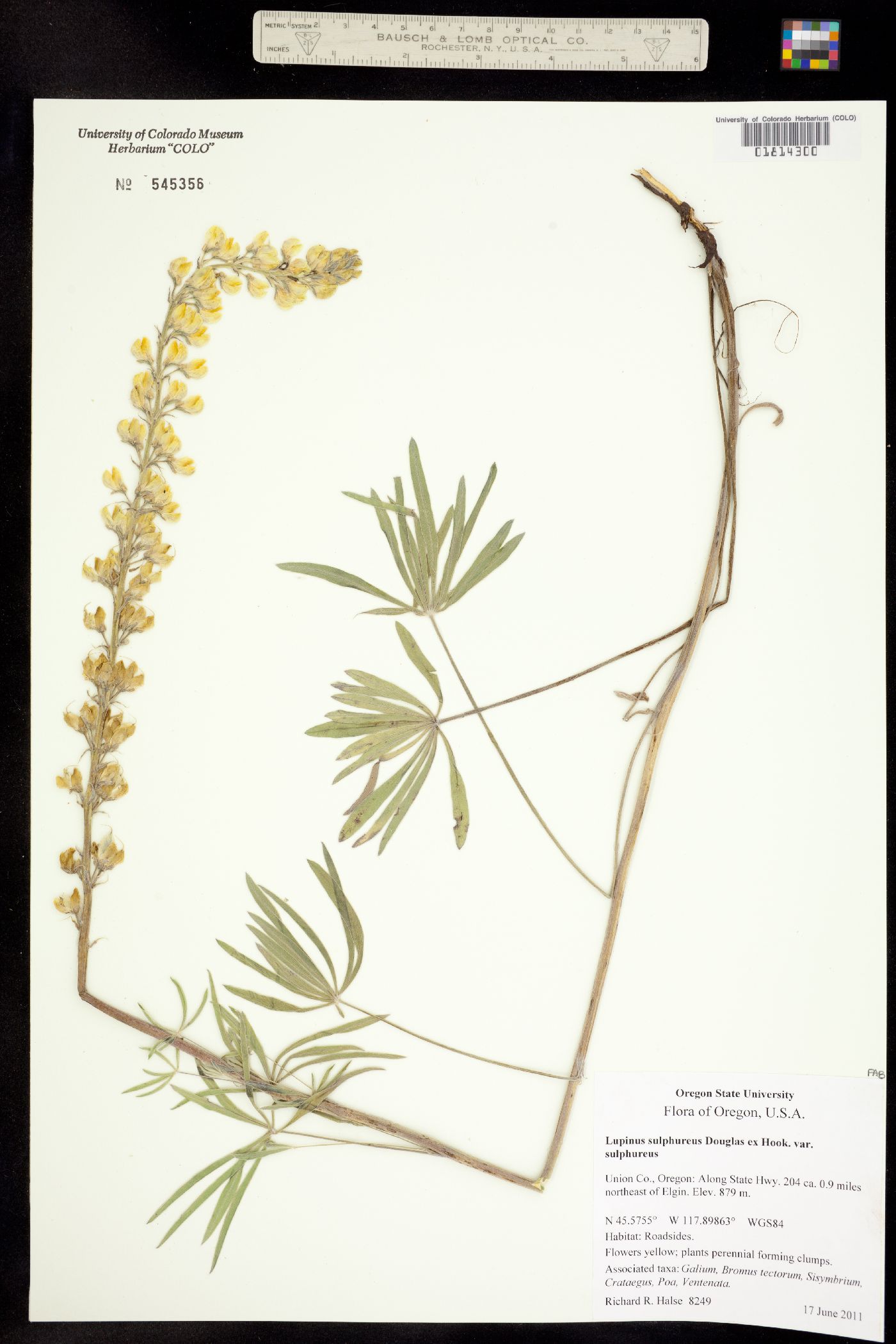 Lupinus sulphureus image