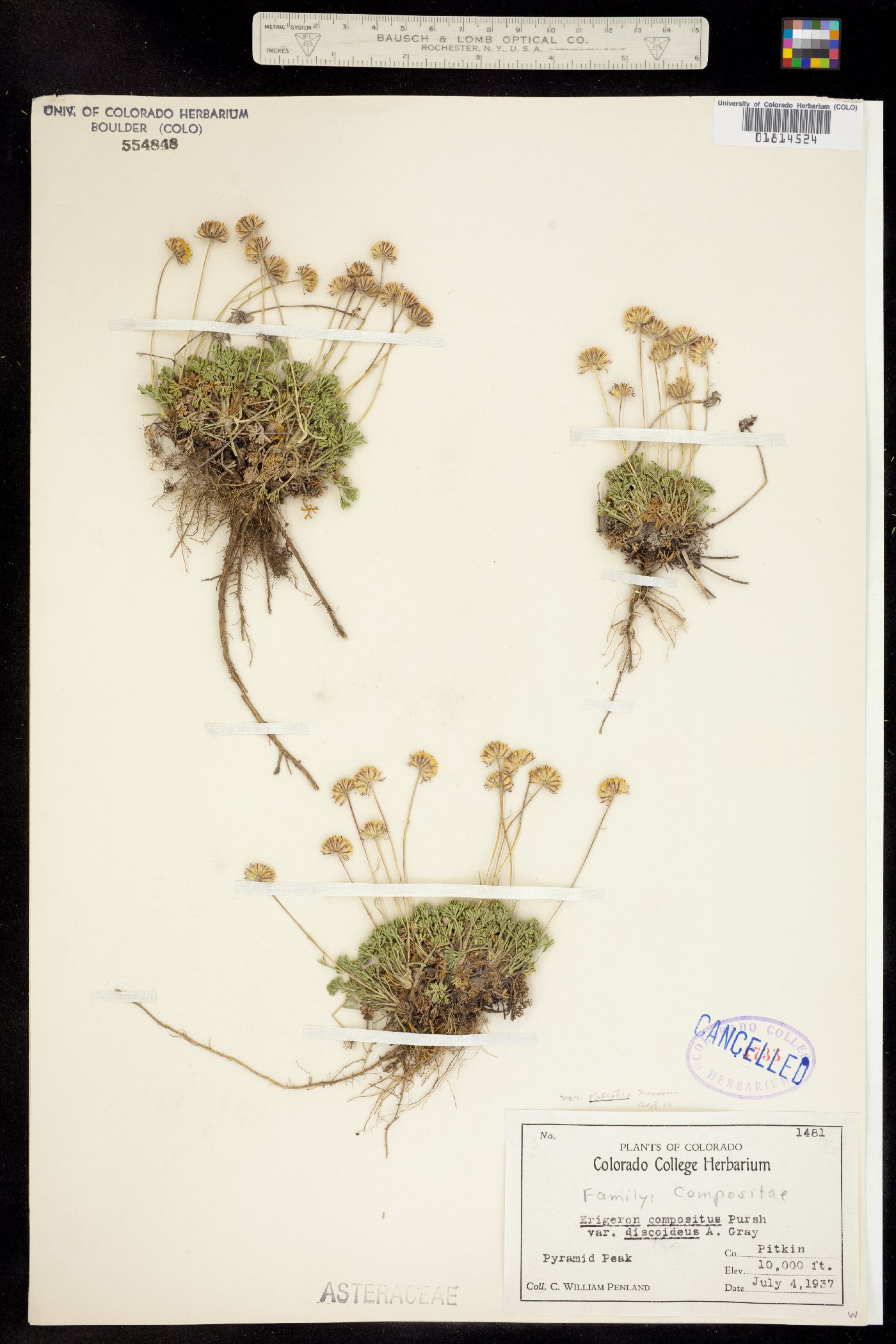Erigeron compositus image
