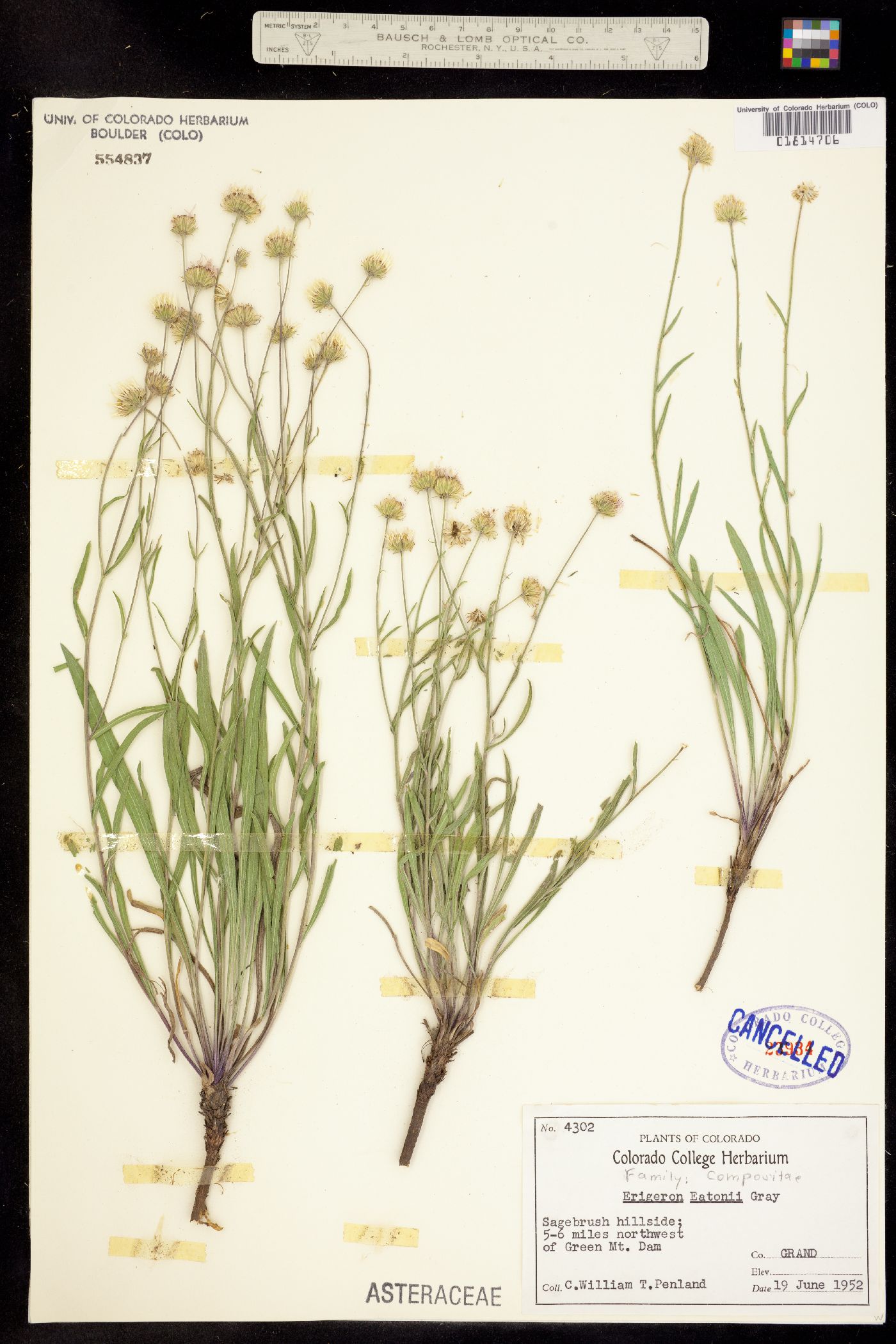 Erigeron eatonii var. eatonii image