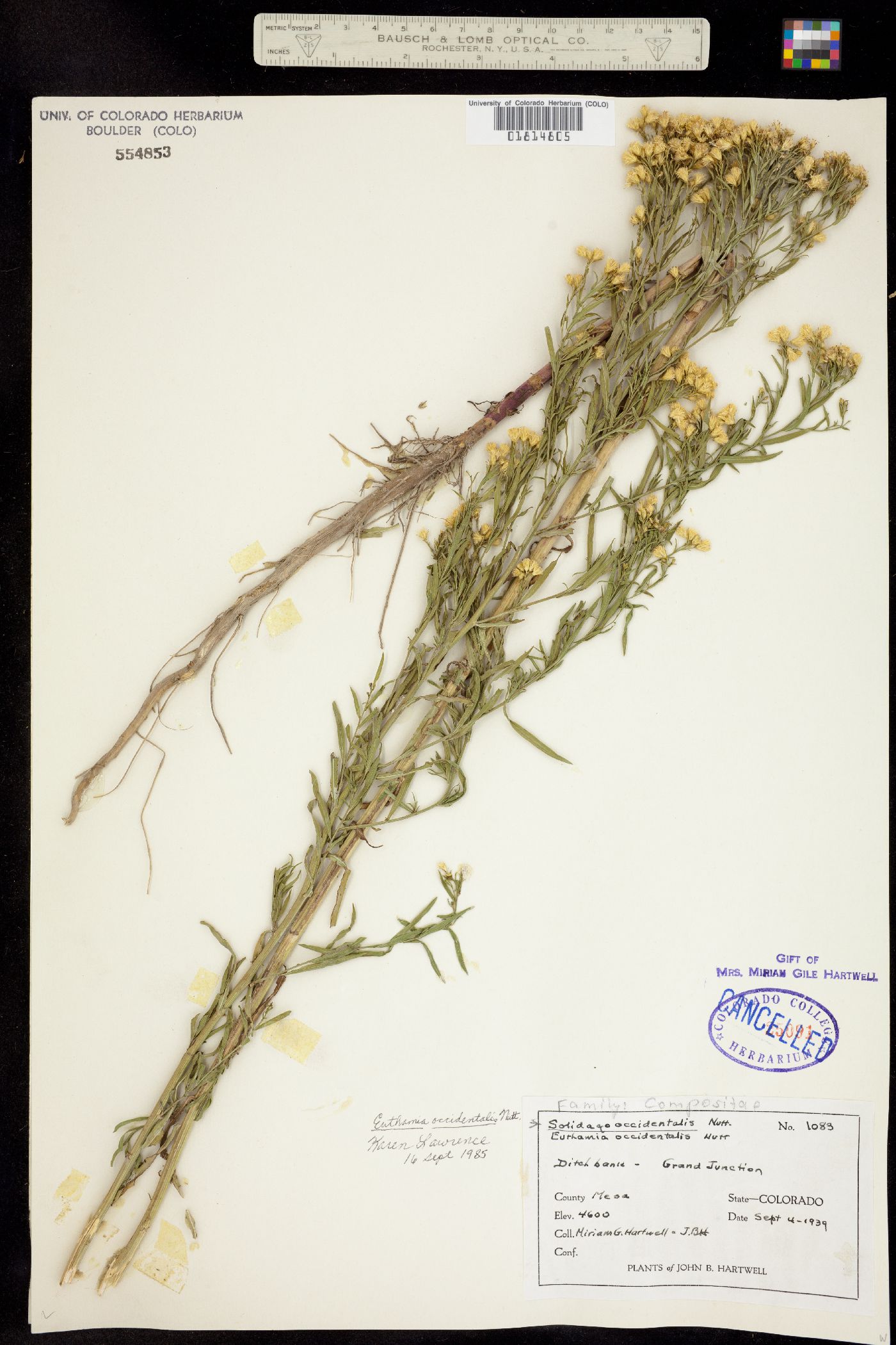 Euthamia occidentalis image