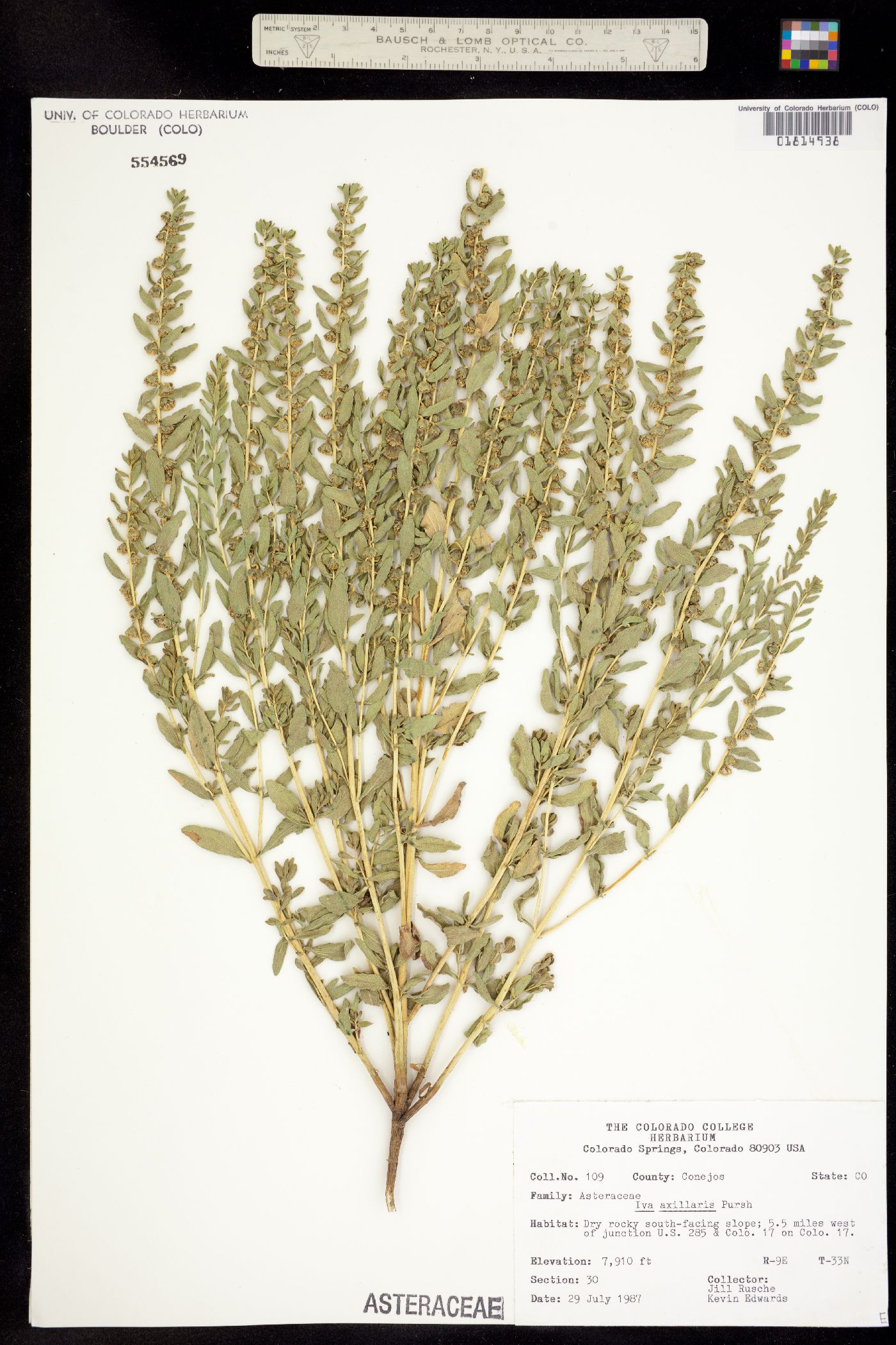 Iva axillaris image