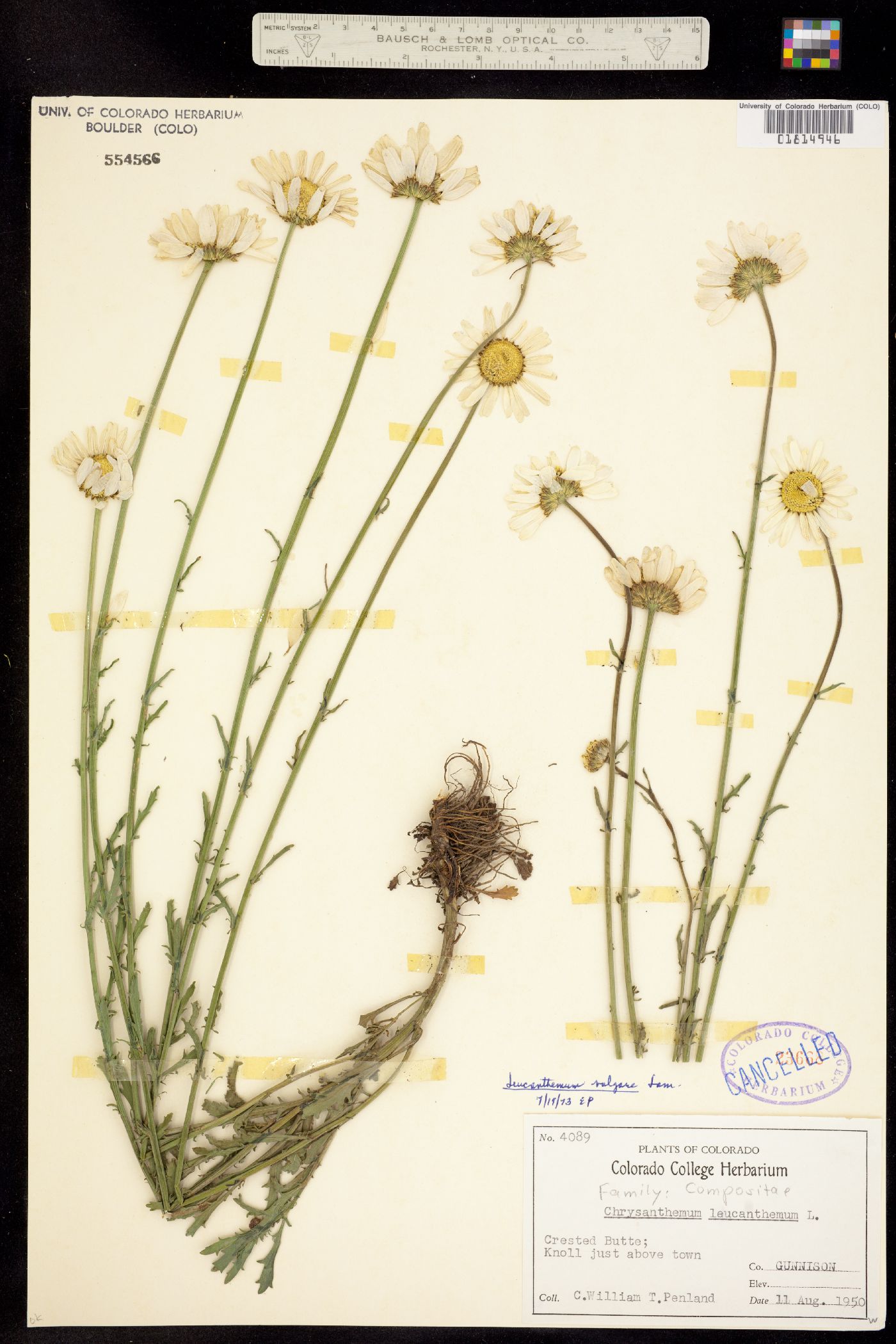 Leucanthemum vulgare image