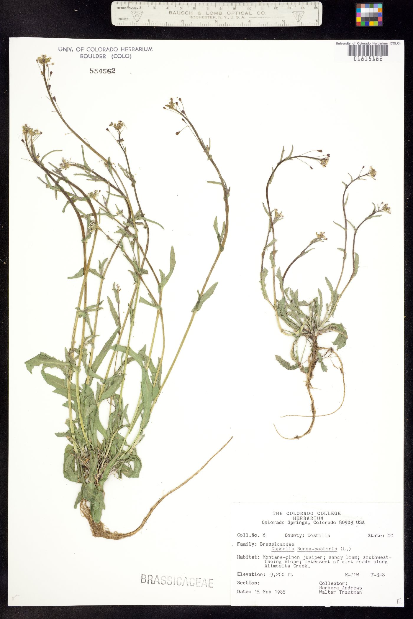 Capsella bursa-pastoris image