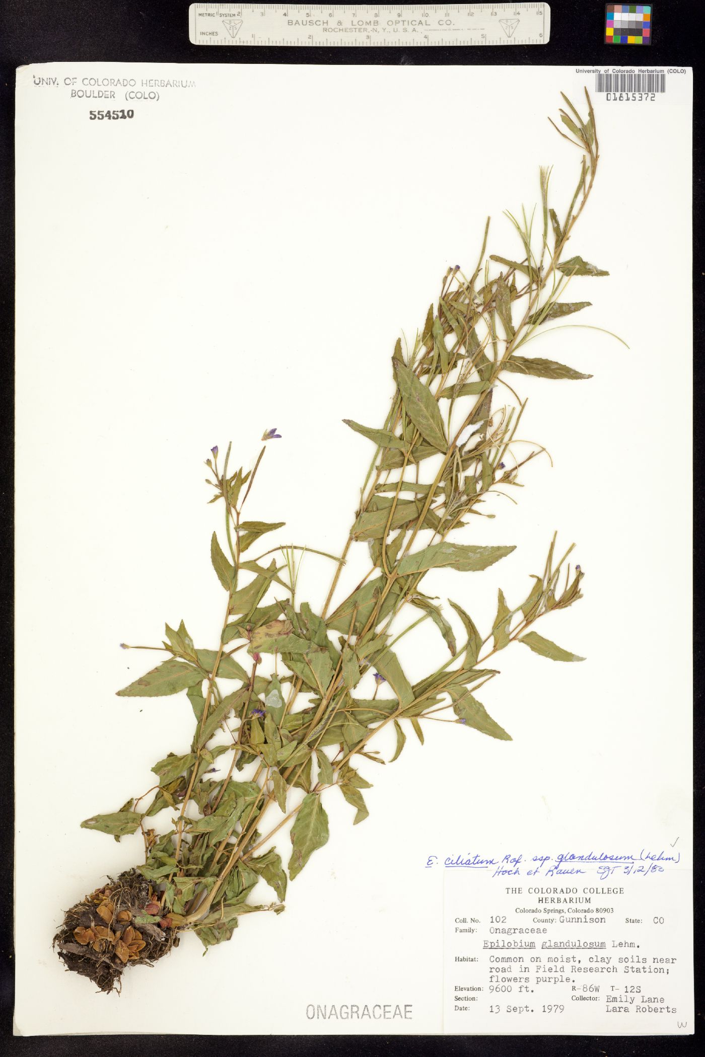 Epilobium ciliatum ssp. glandulosum image